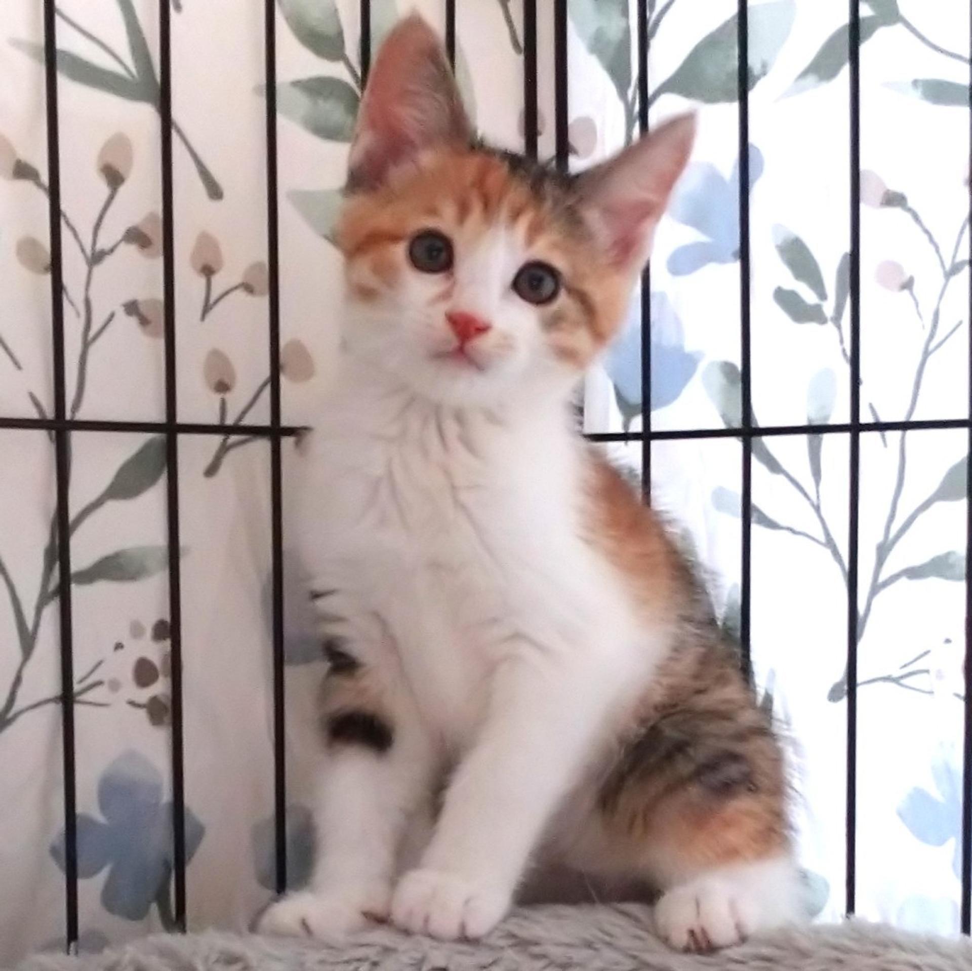 pet-image-4