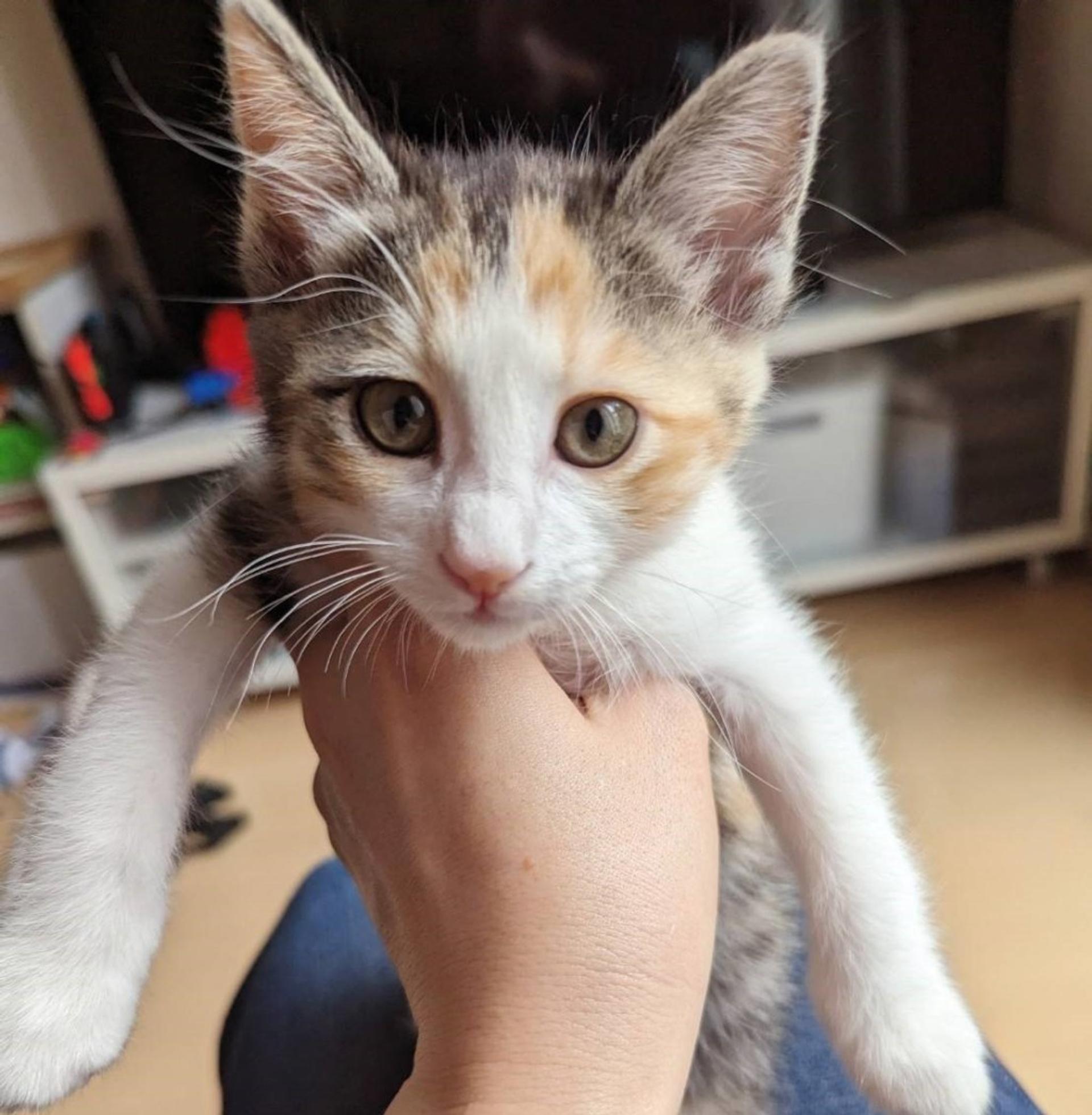 pet-image-4