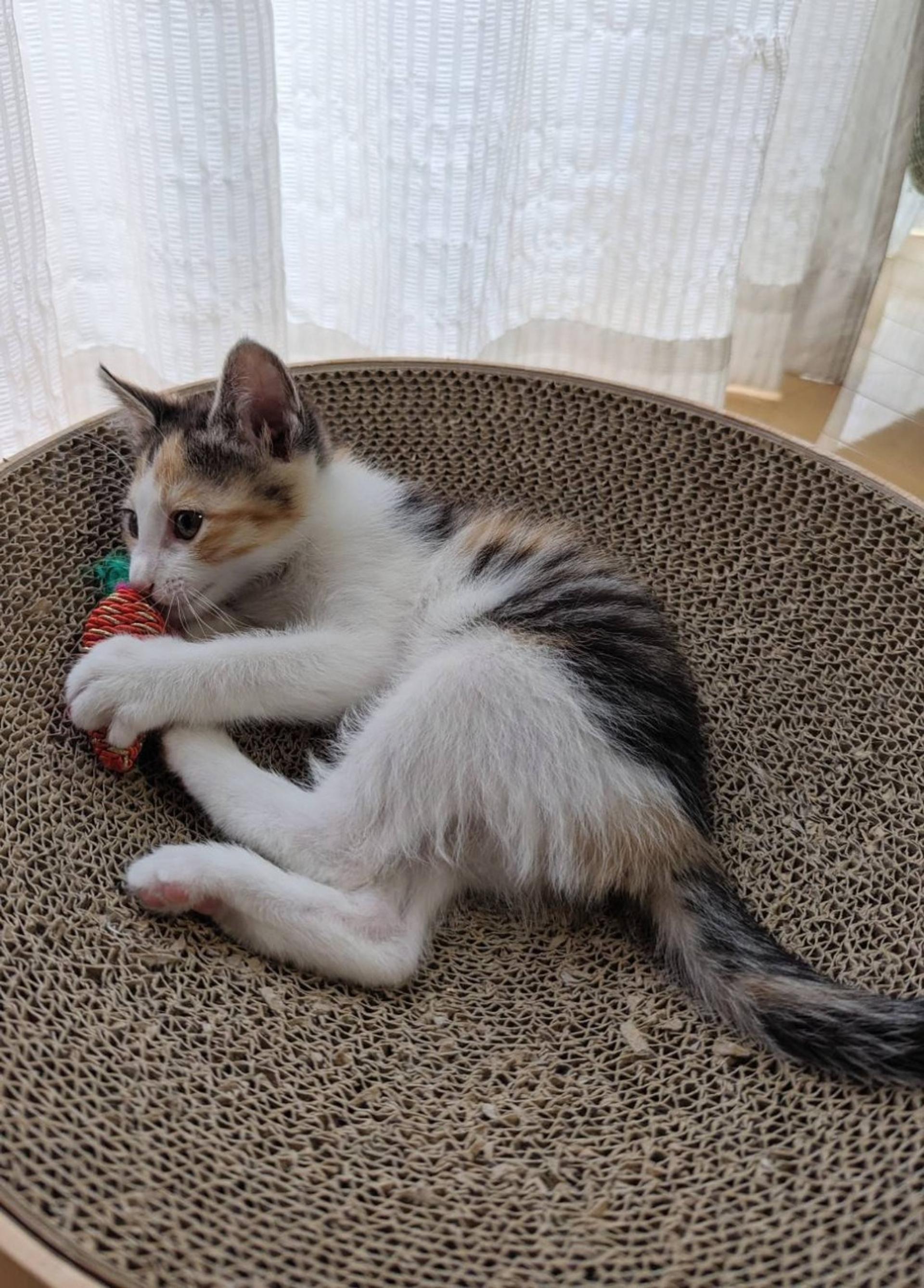 pet-image-5