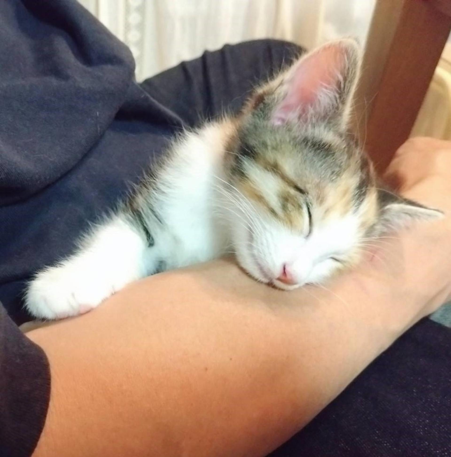 pet-image-6