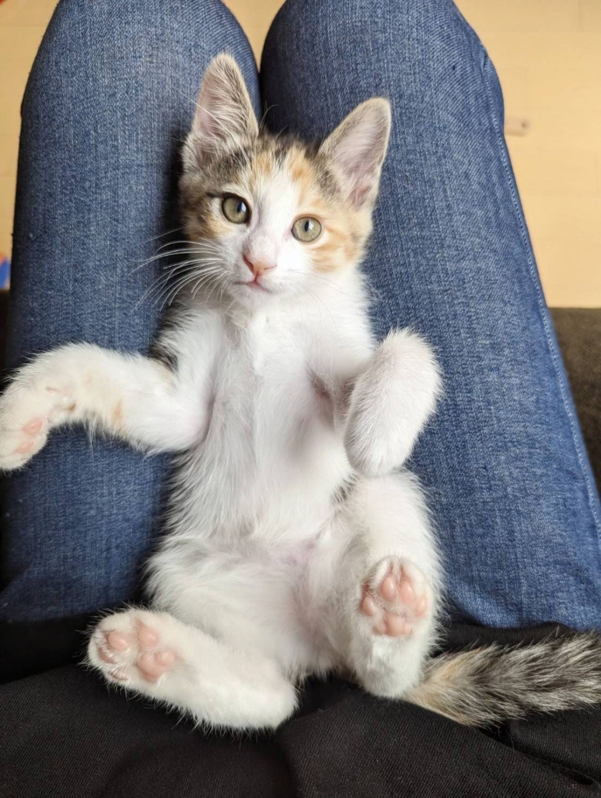 雑種（ミックス猫）・メスの里親募集の写真