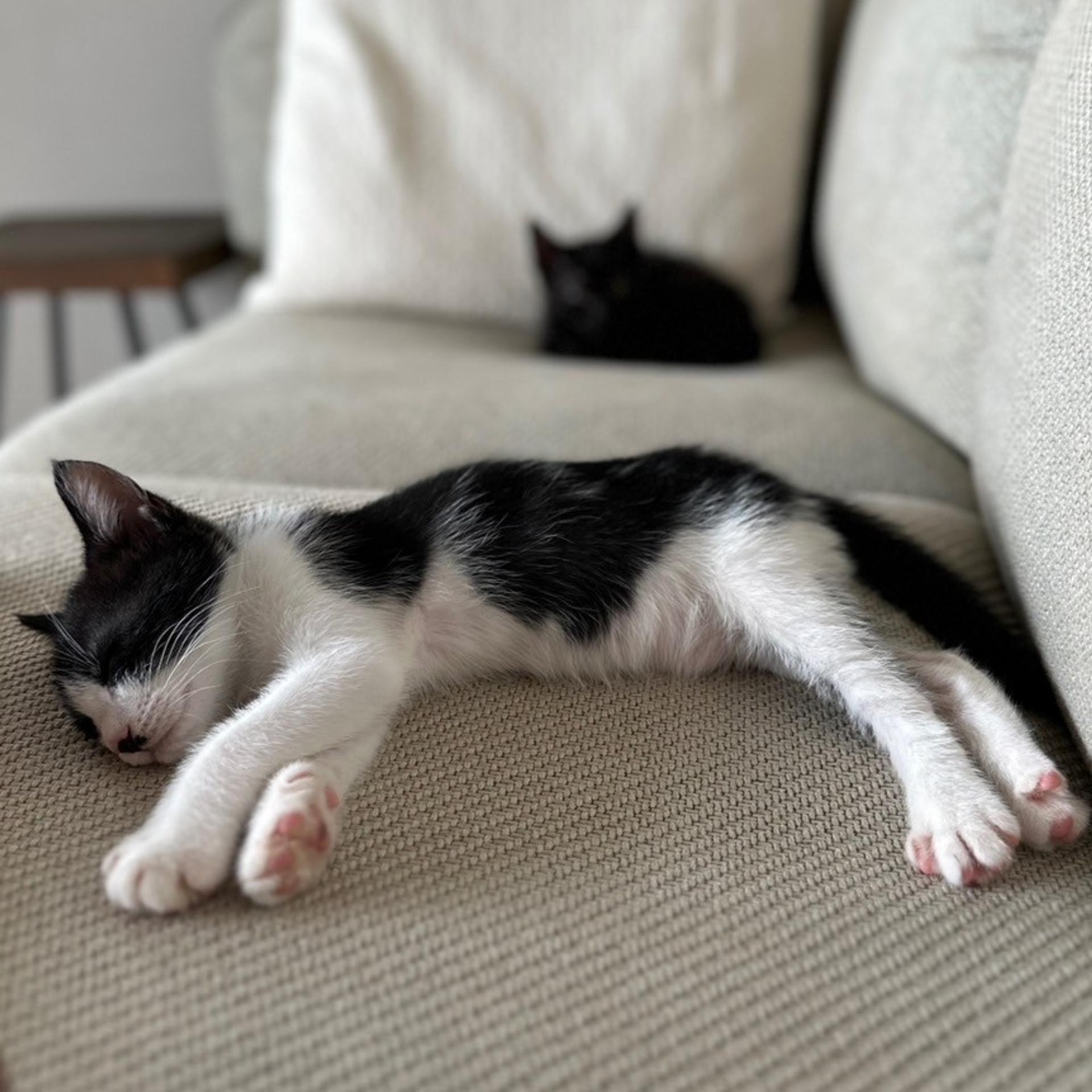 pet-image-7
