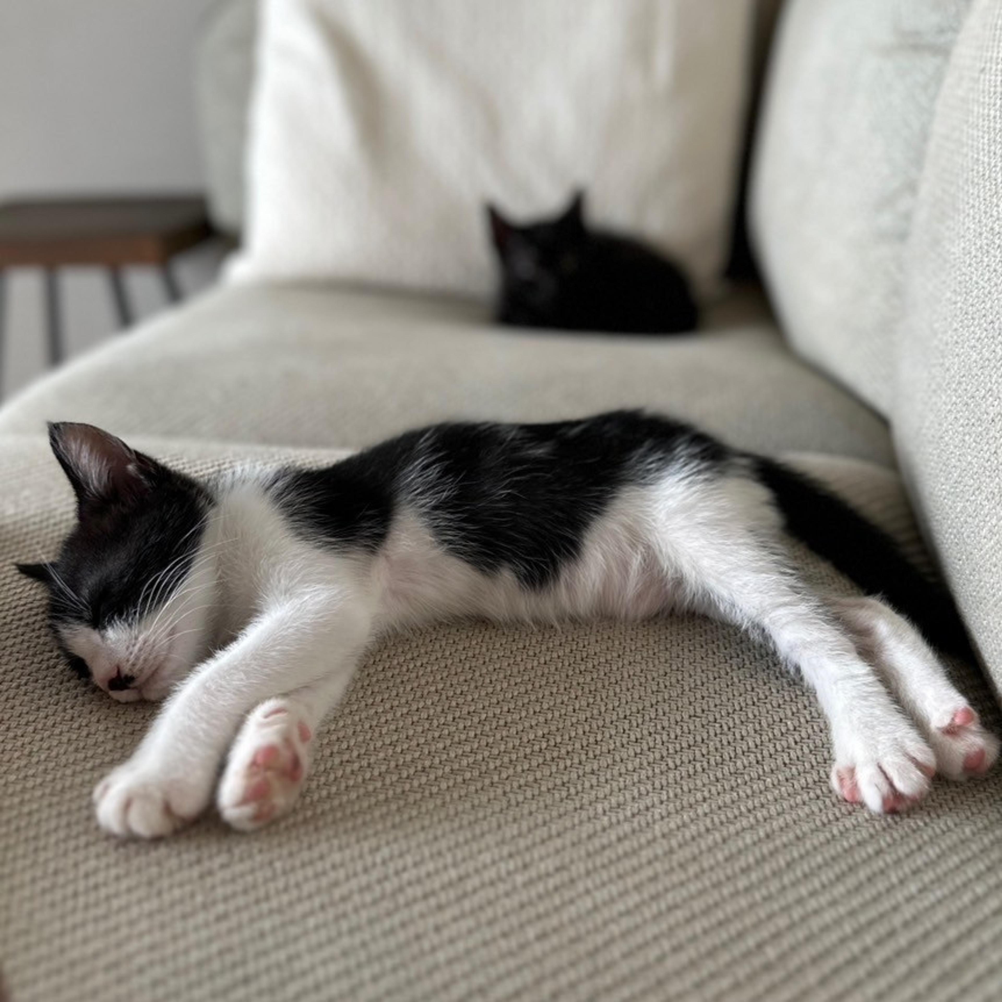 pet-image-7