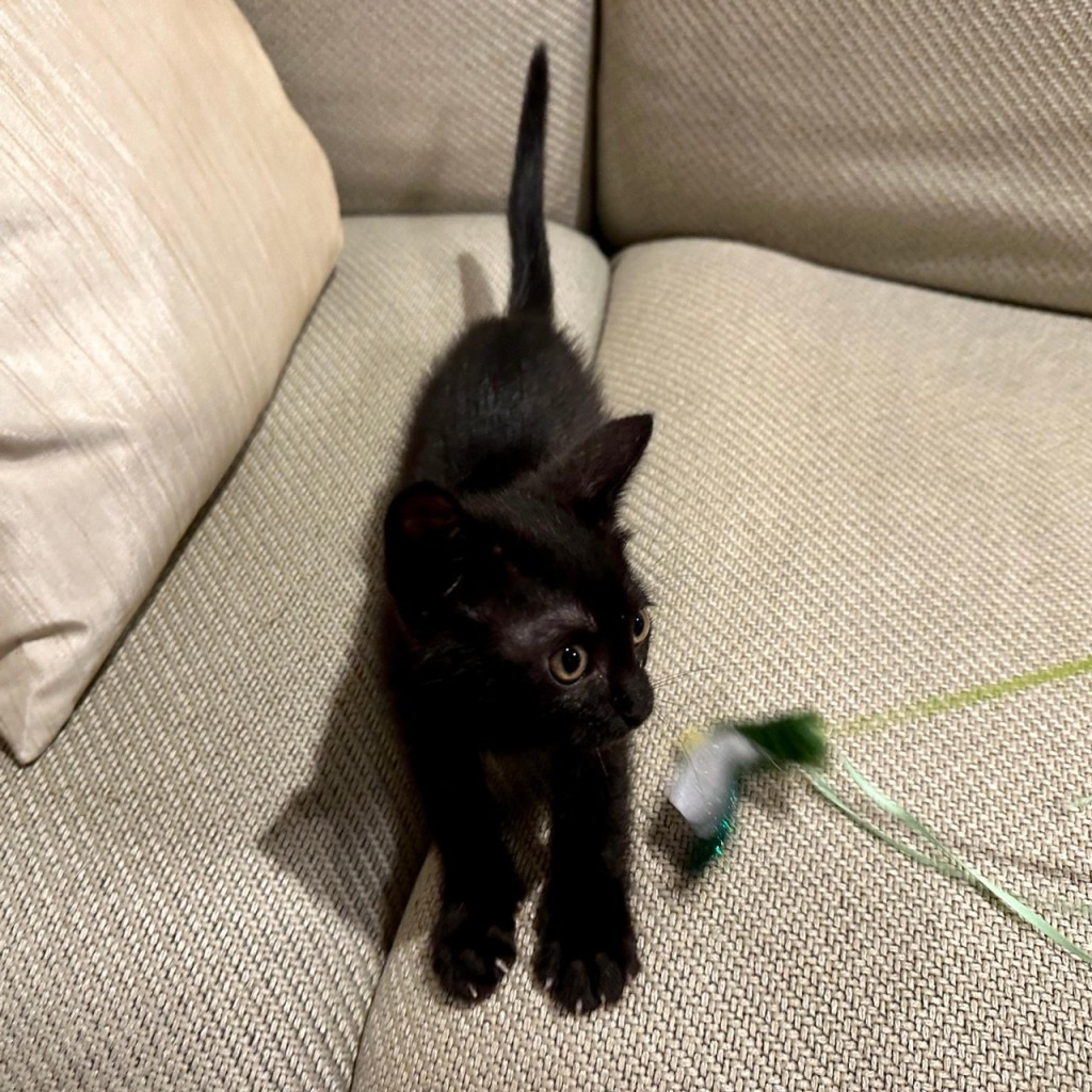 pet-image-8