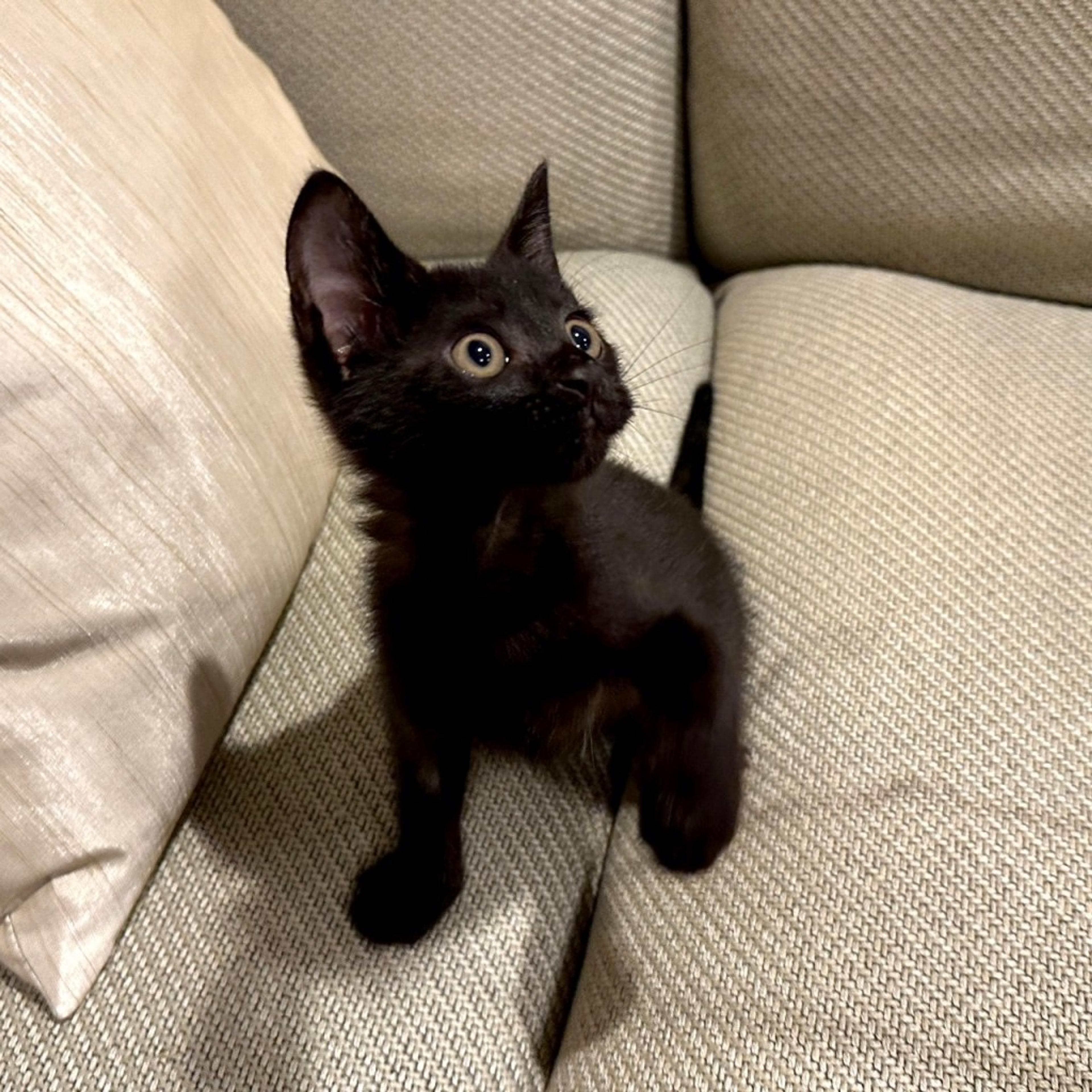pet-image-9