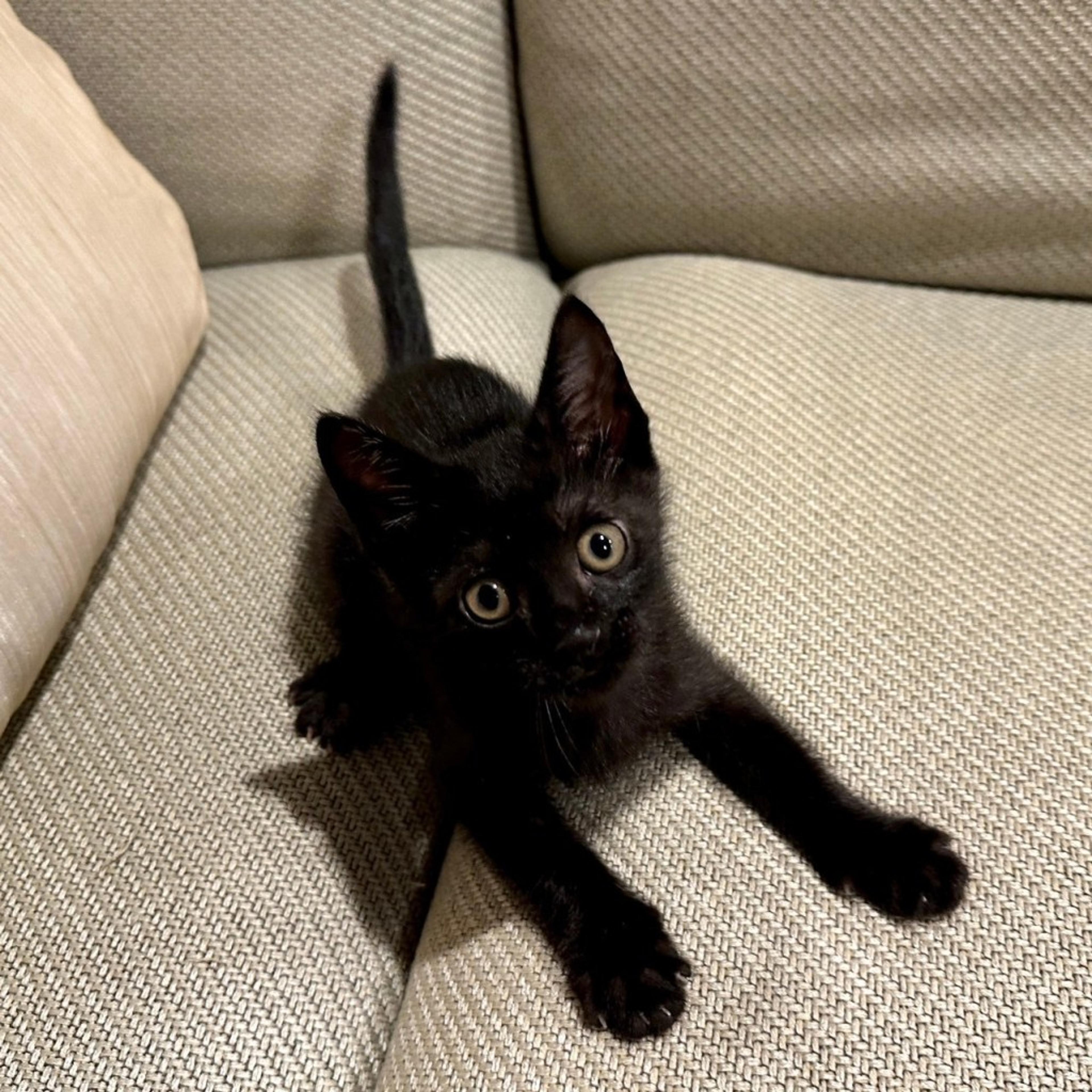 pet-image-4