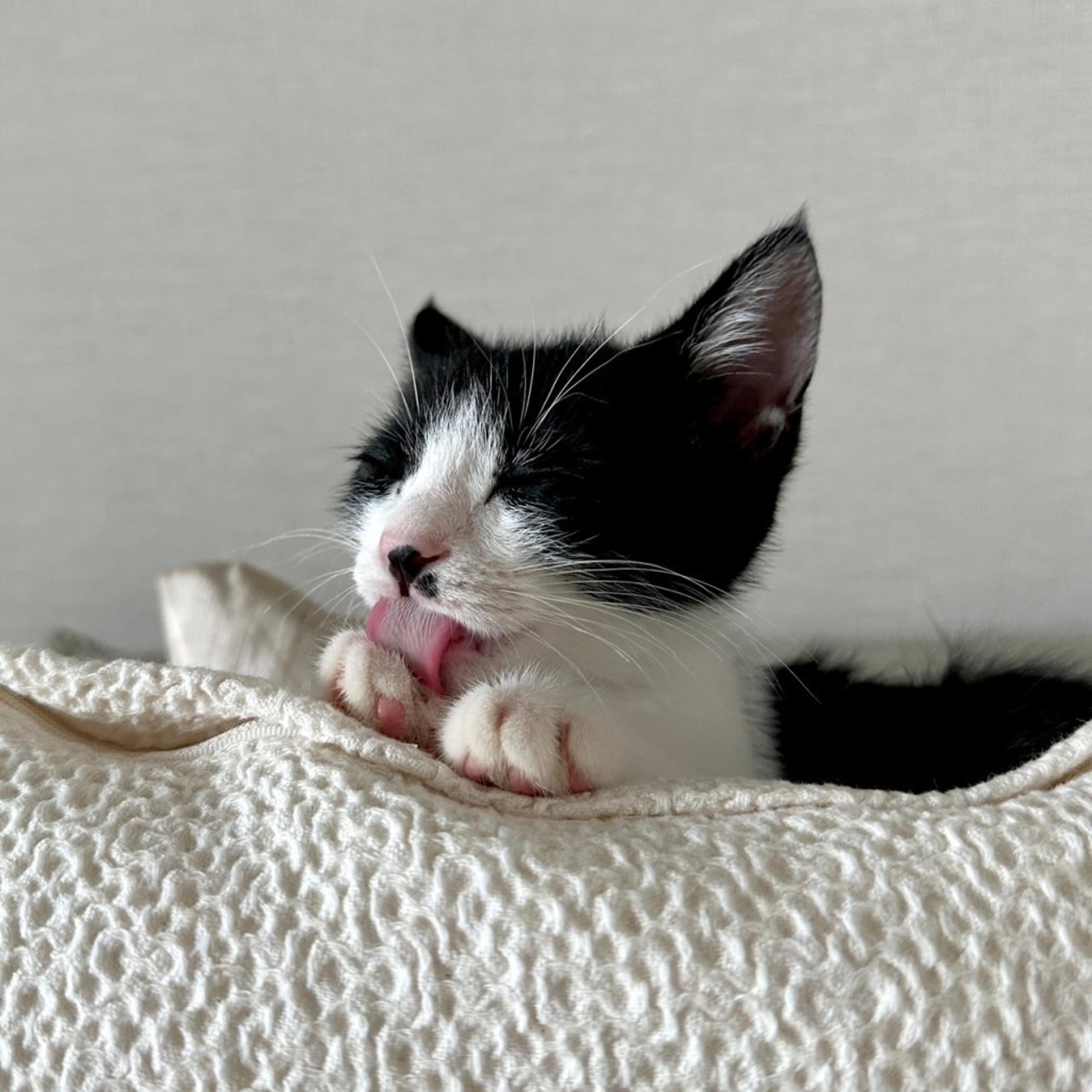 pet-image-2