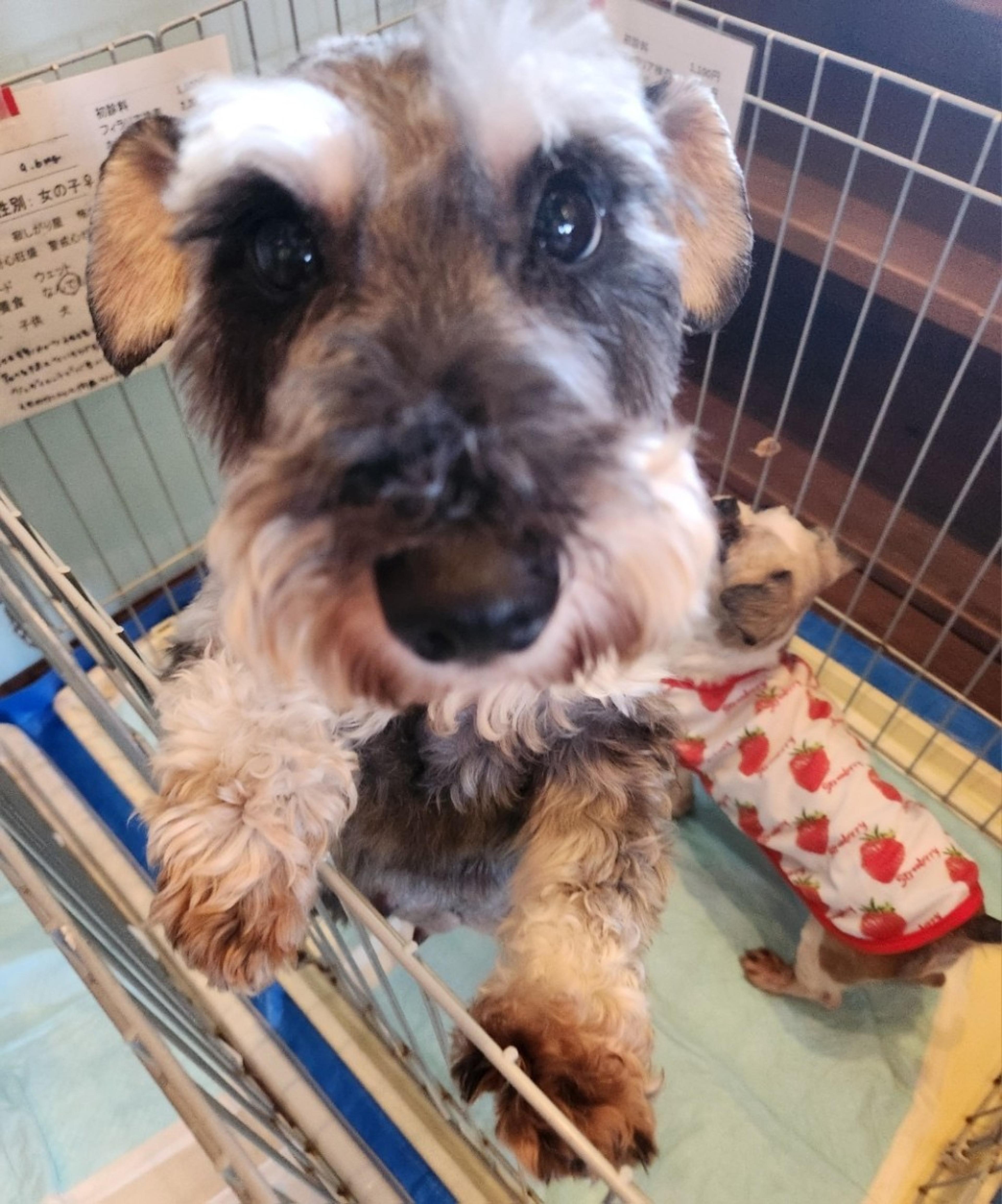 pet-image-2