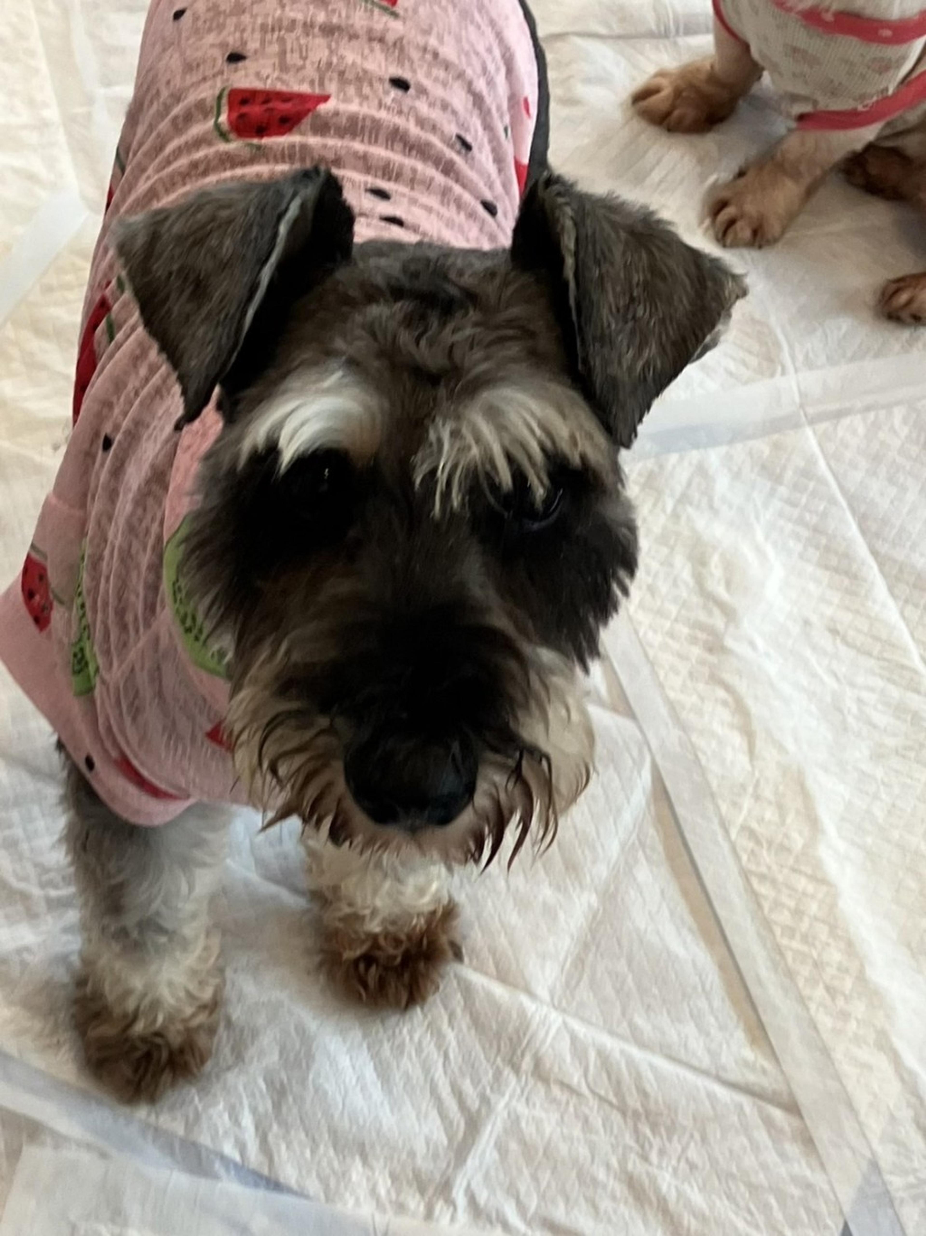 pet-image-3