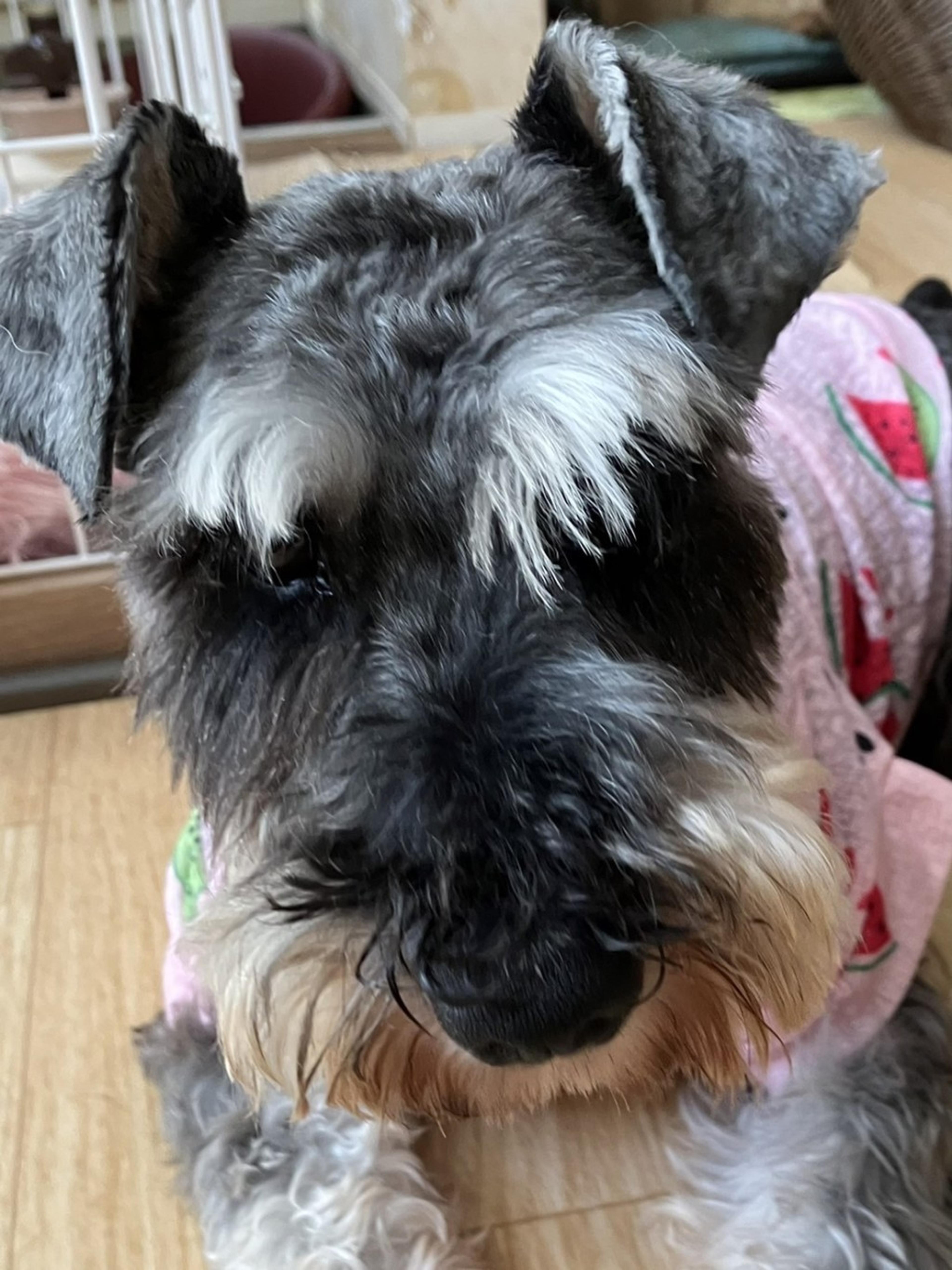 pet-image-4