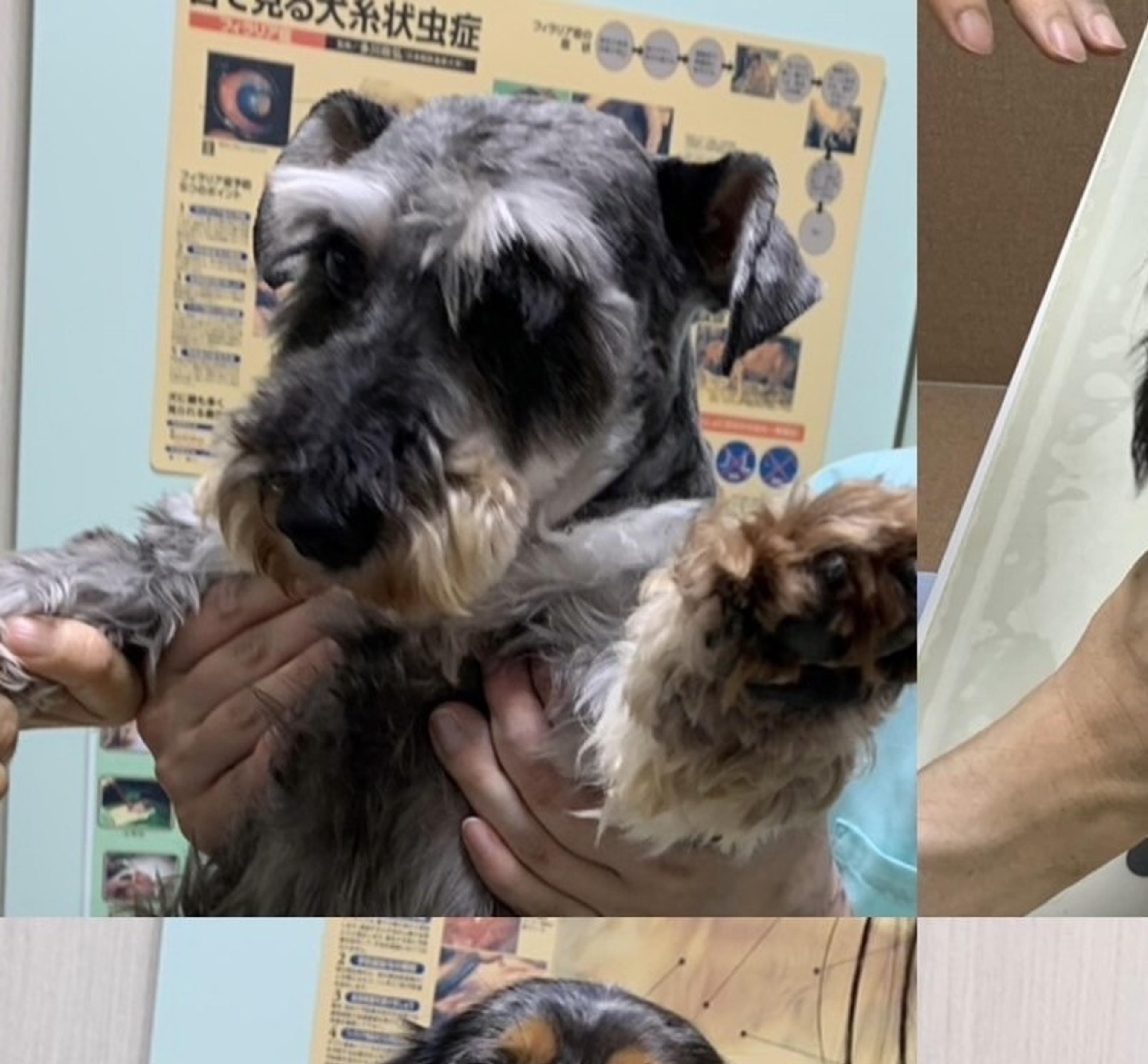 pet-image-5