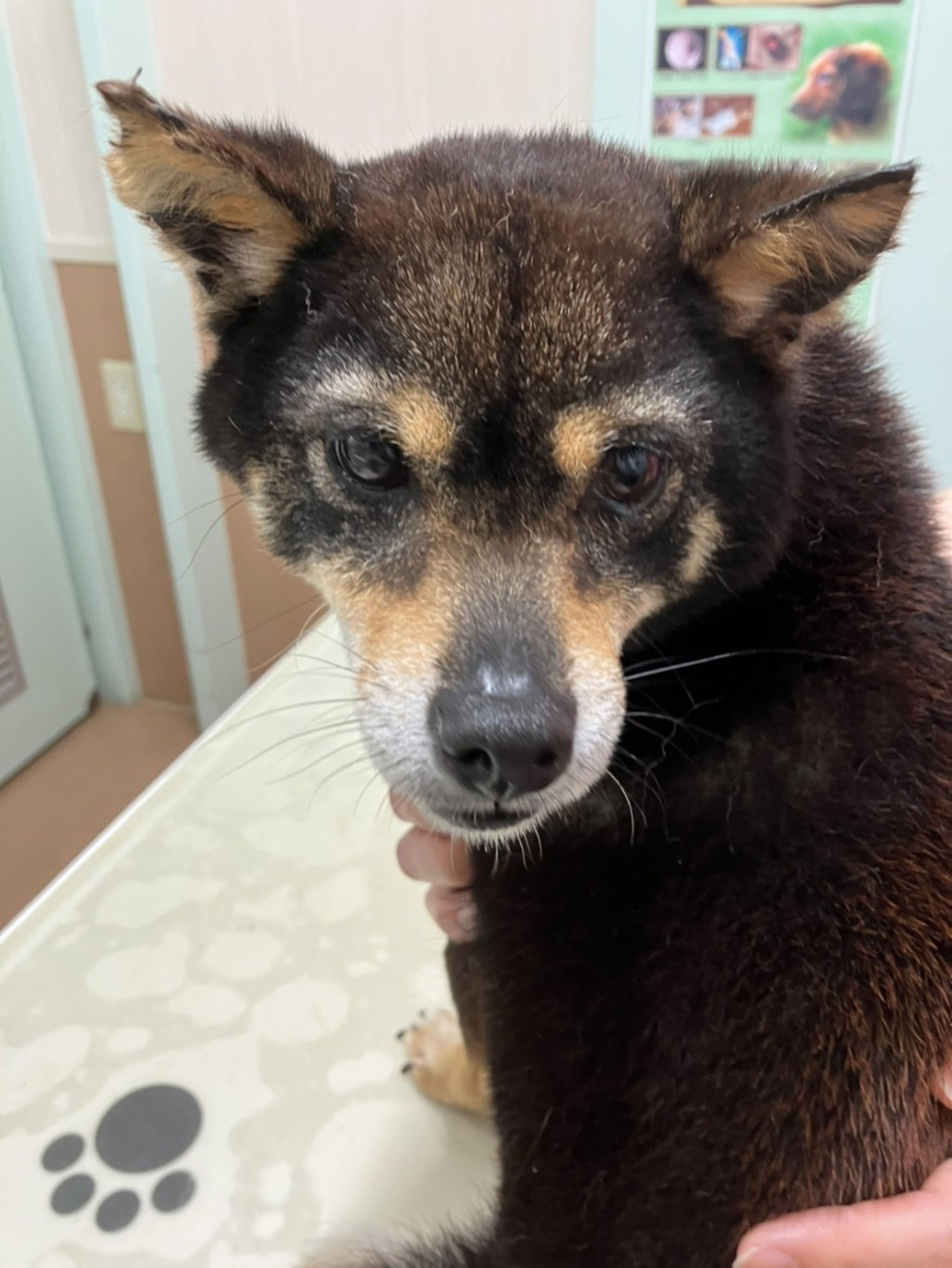 pet-image-5