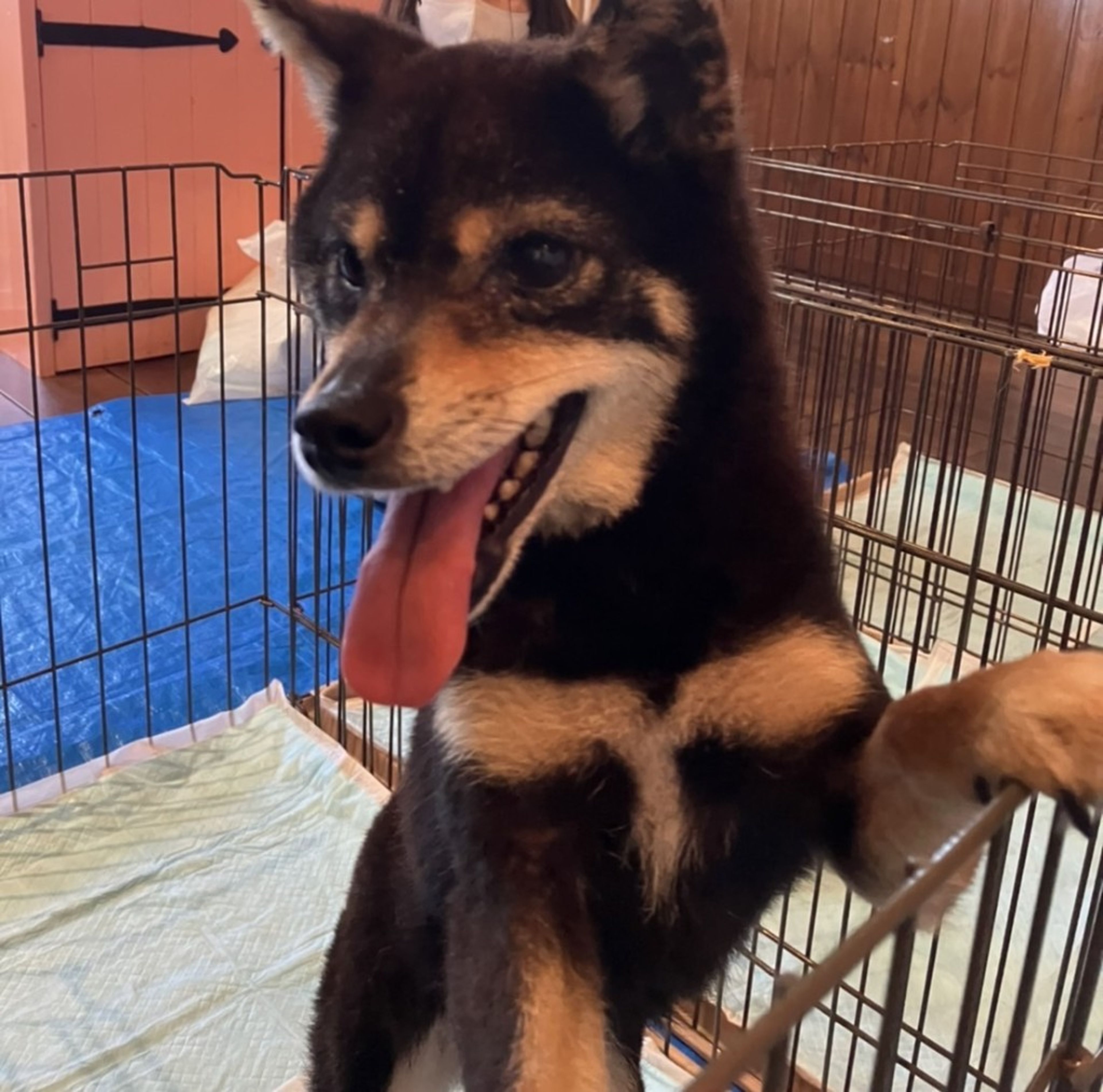 柴犬・メスの里親募集の写真