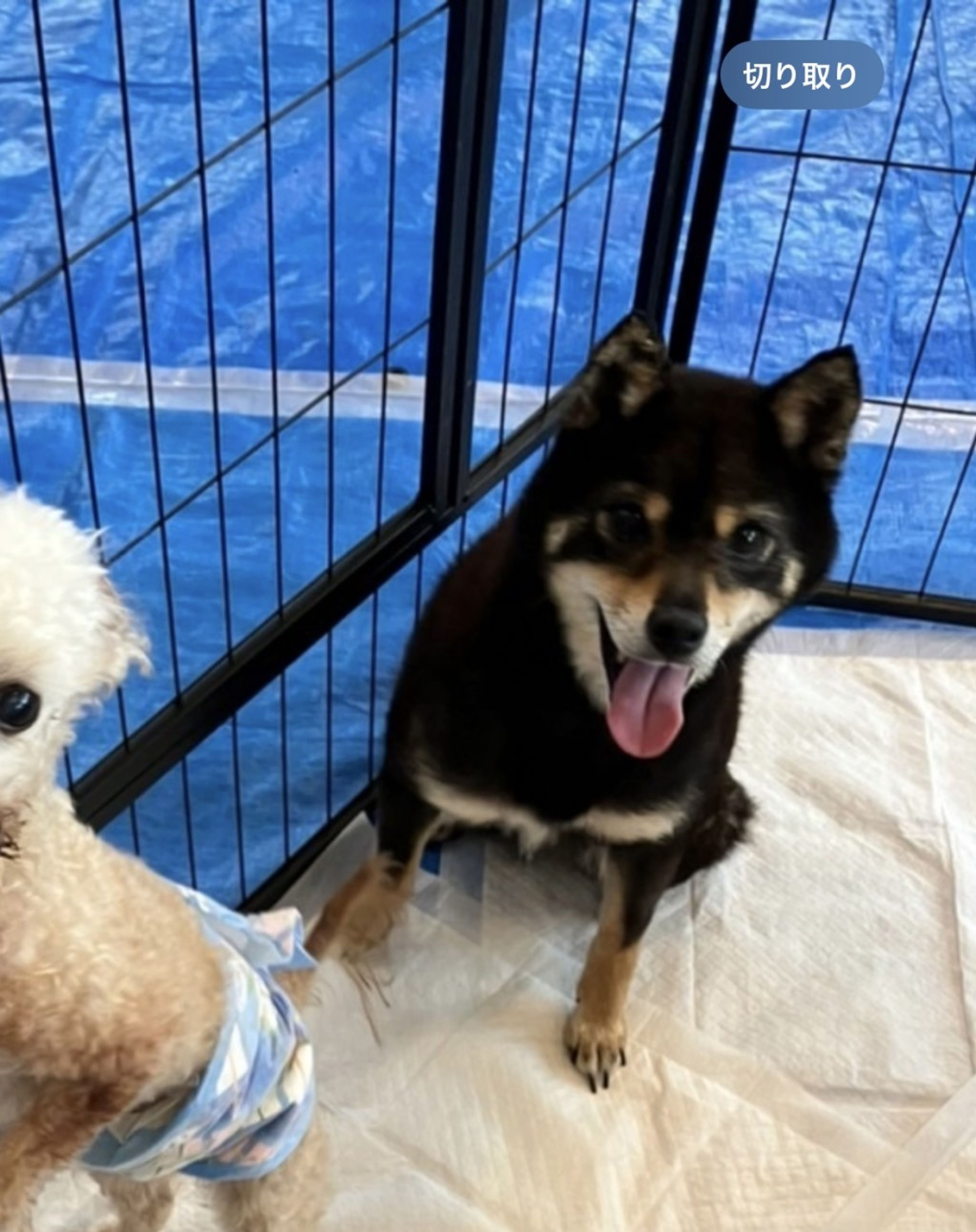 pet-image-2