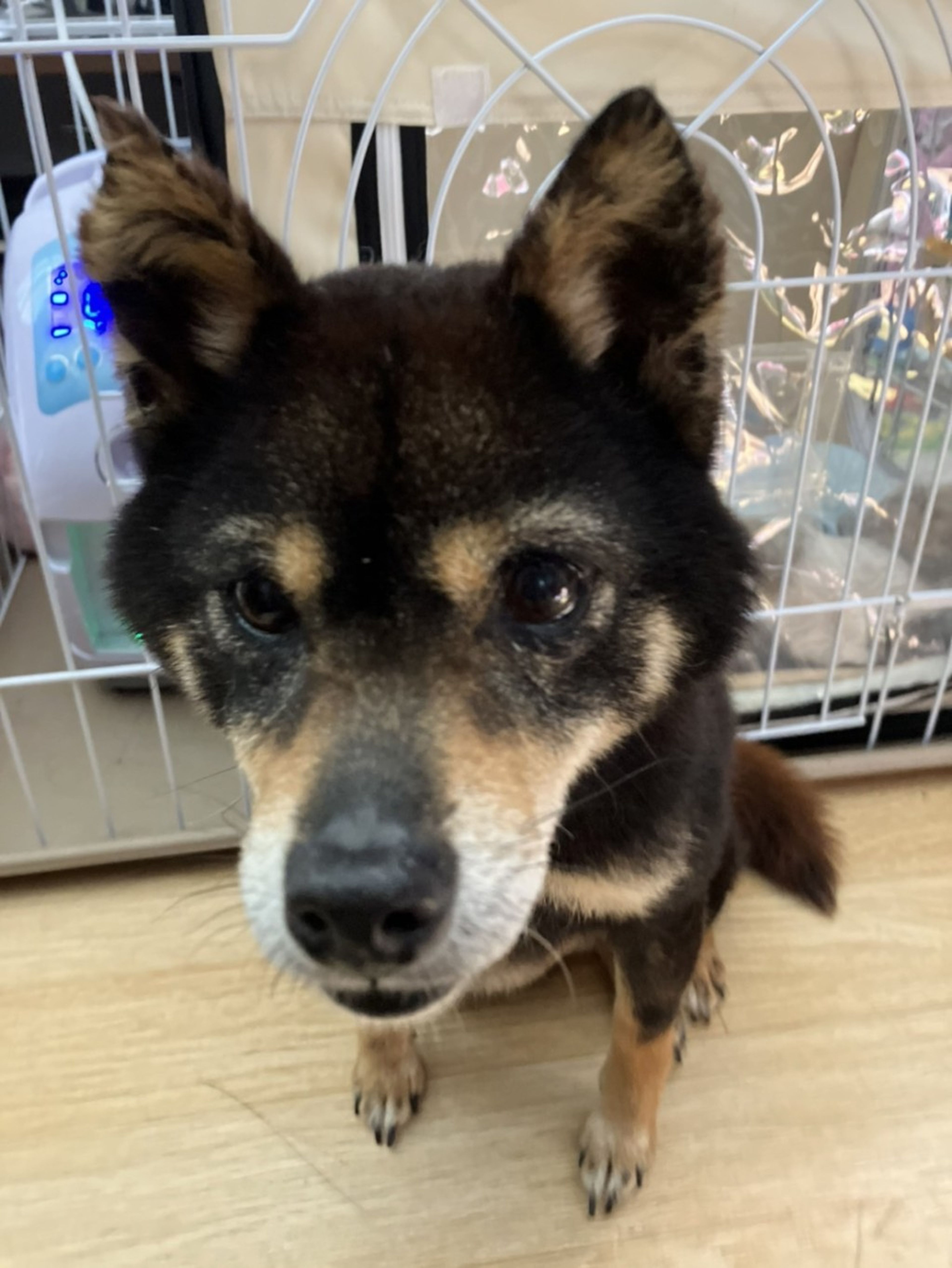 pet-image-4
