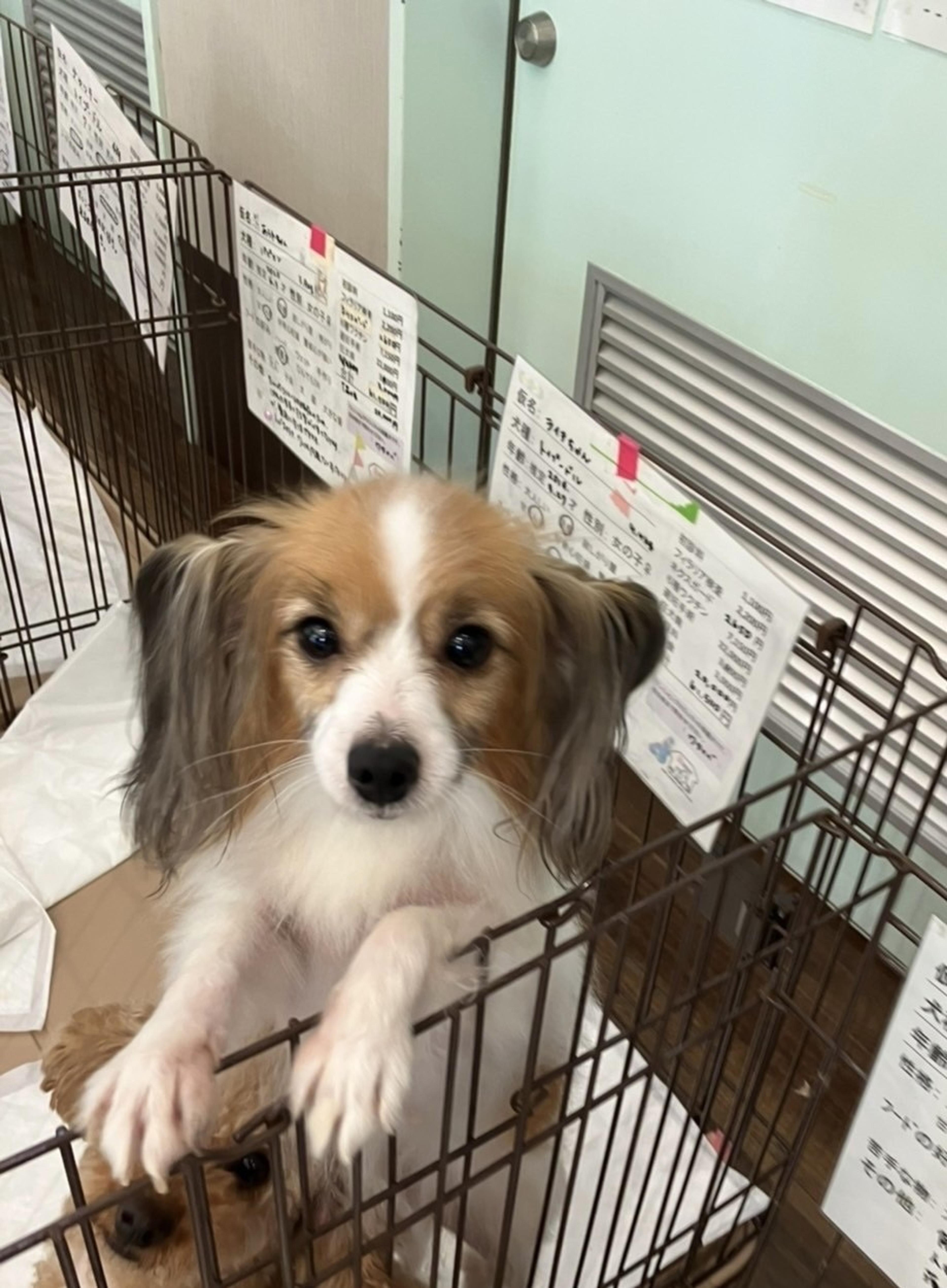pet-image-3