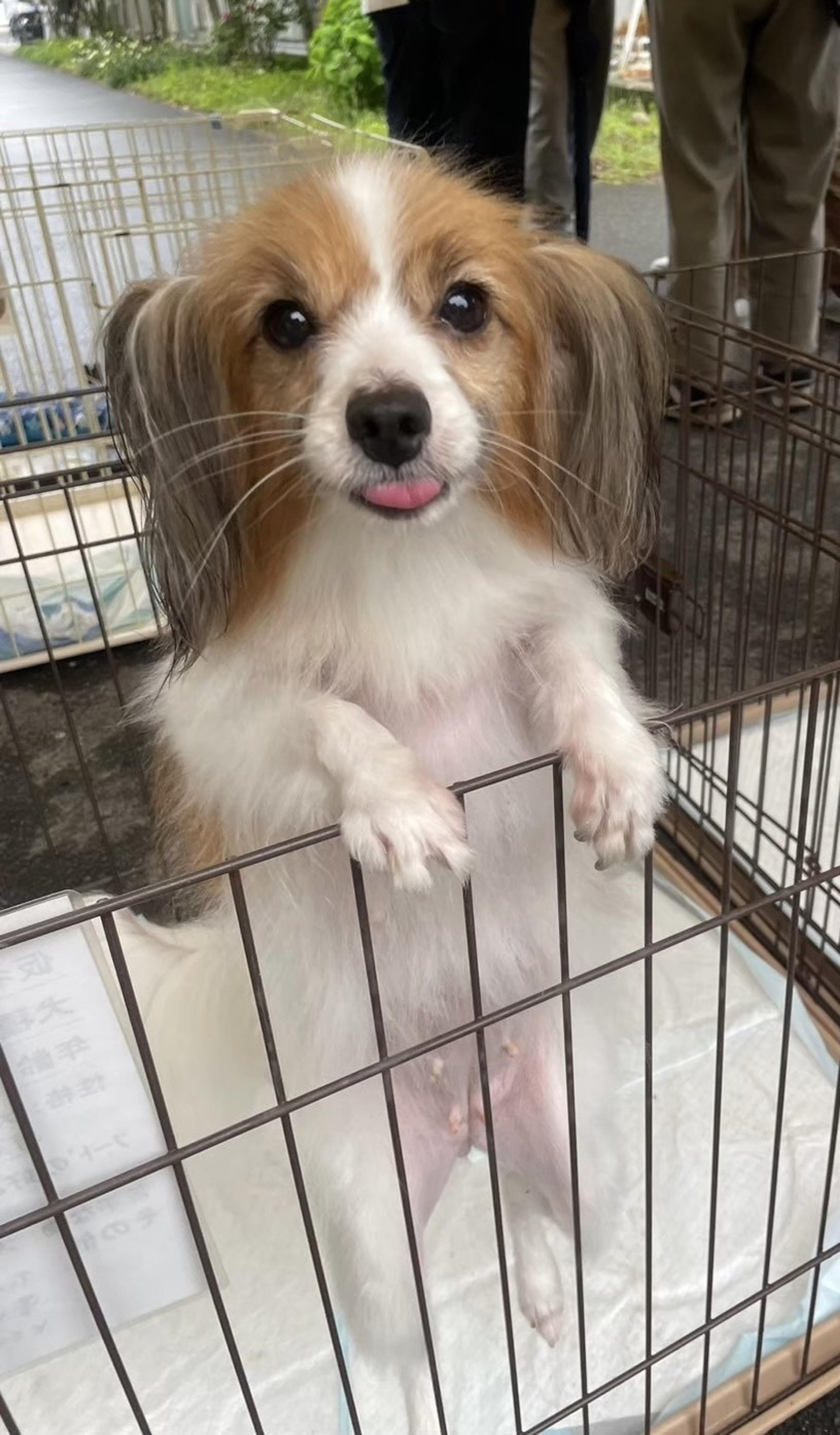 pet-image-4