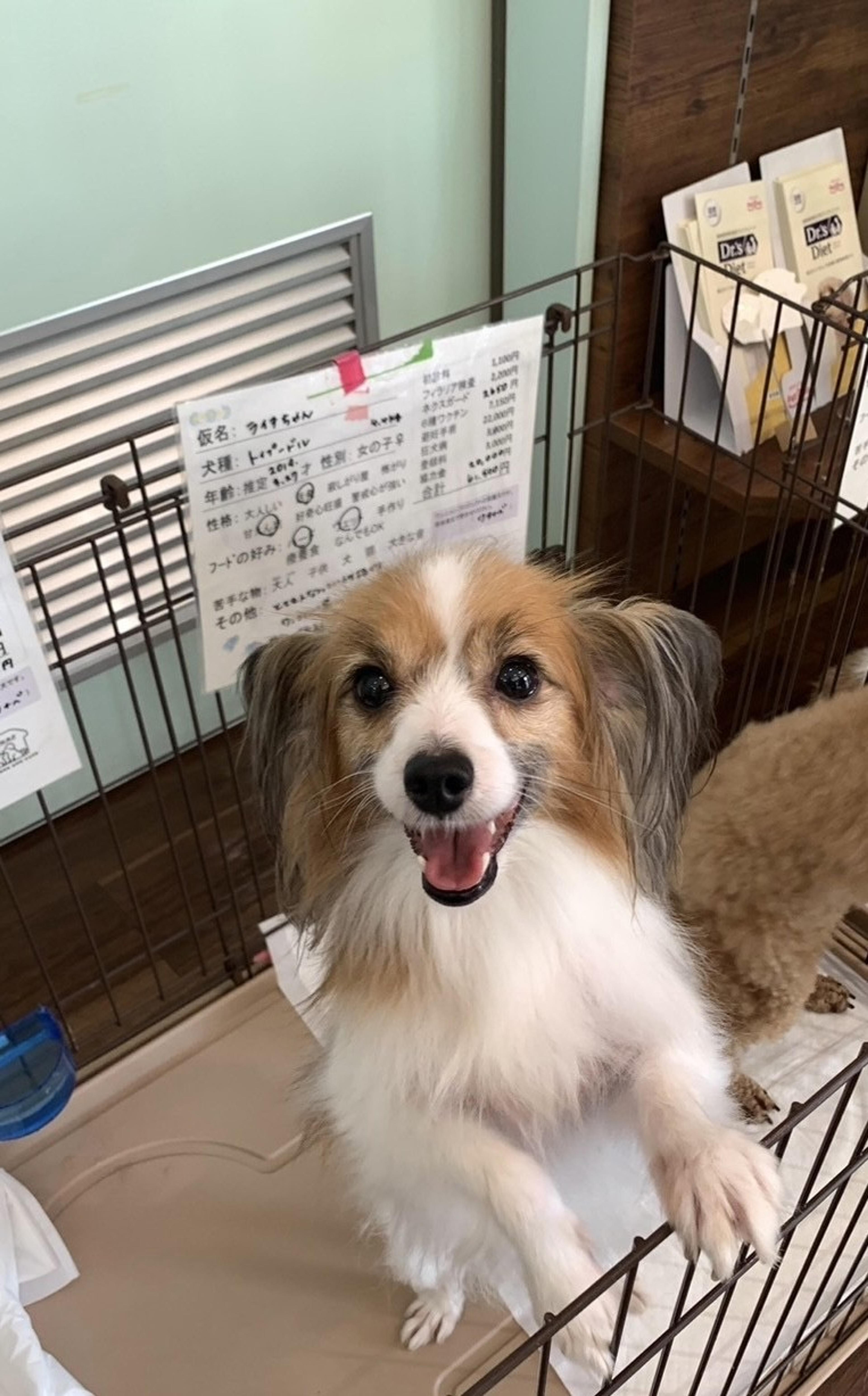 pet-image-2