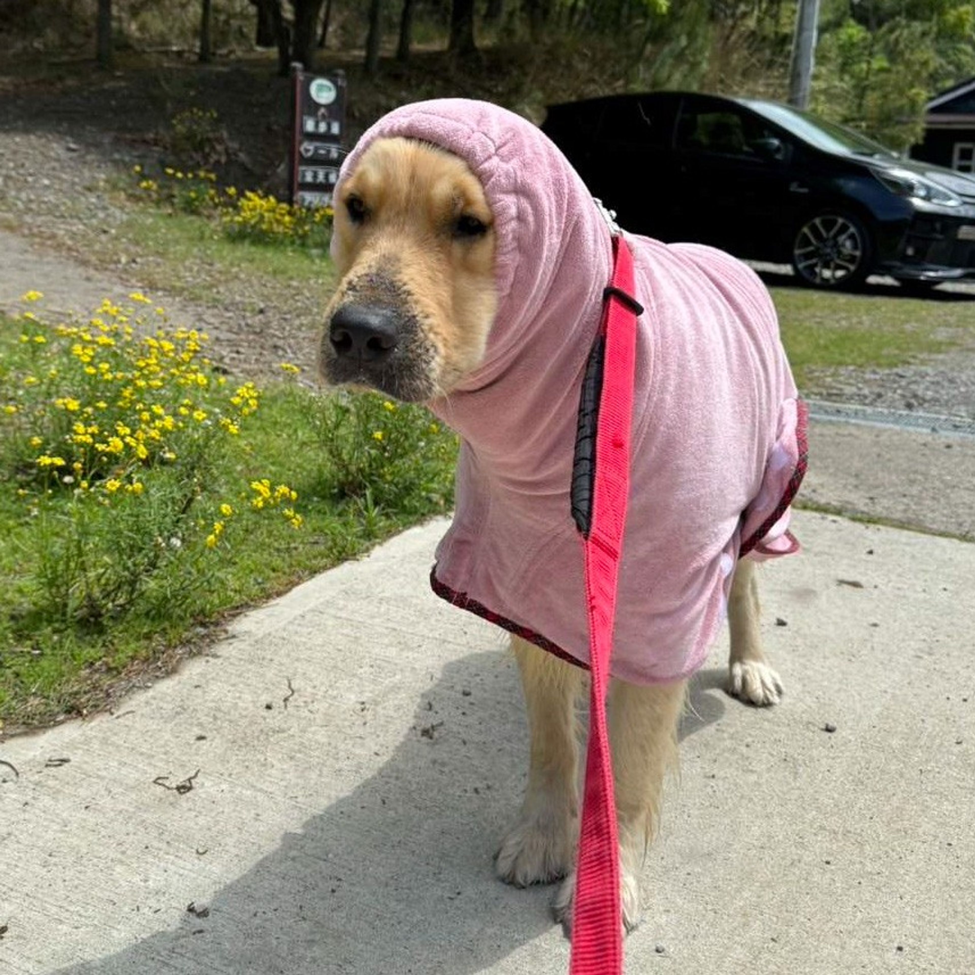 pet-image-4