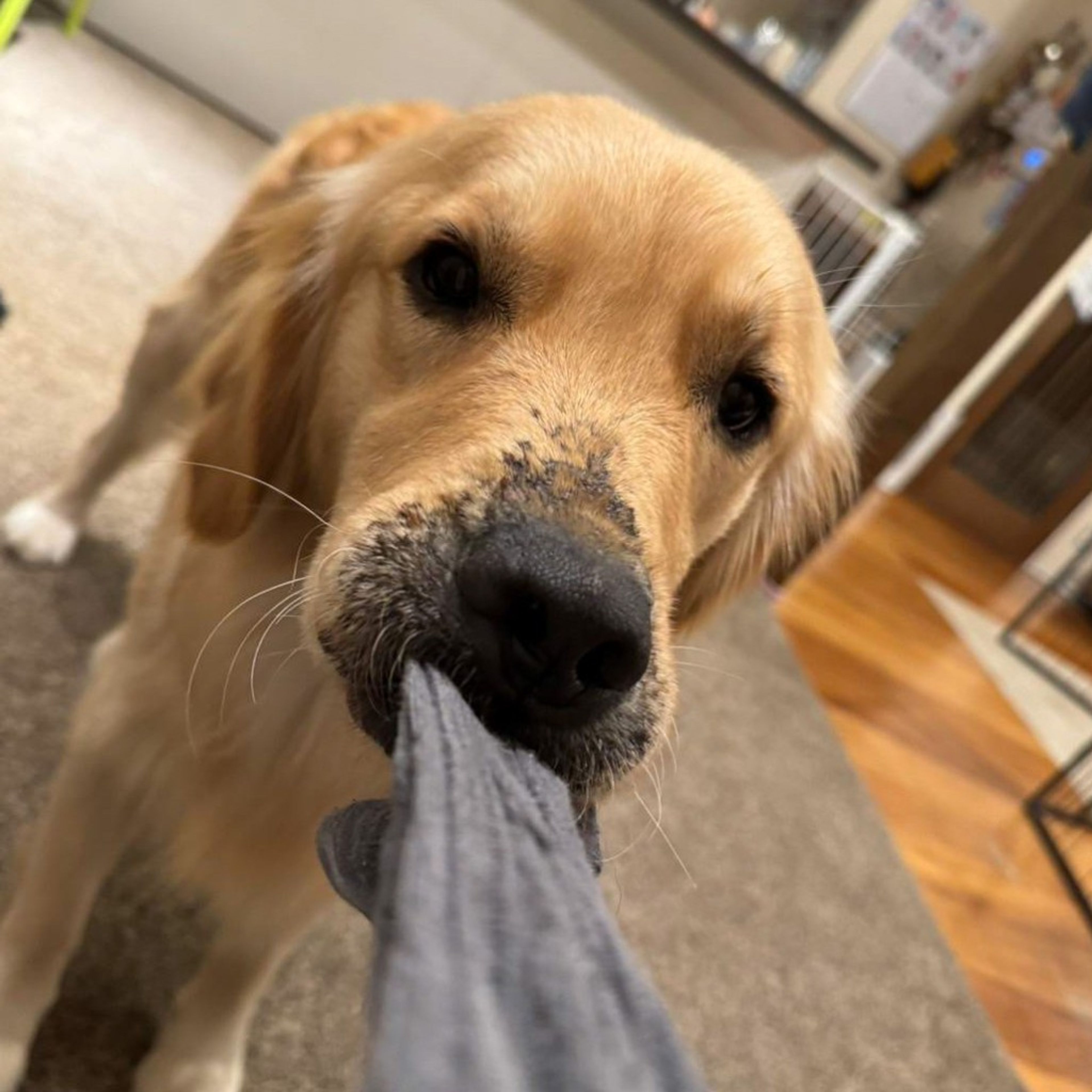 pet-image-8