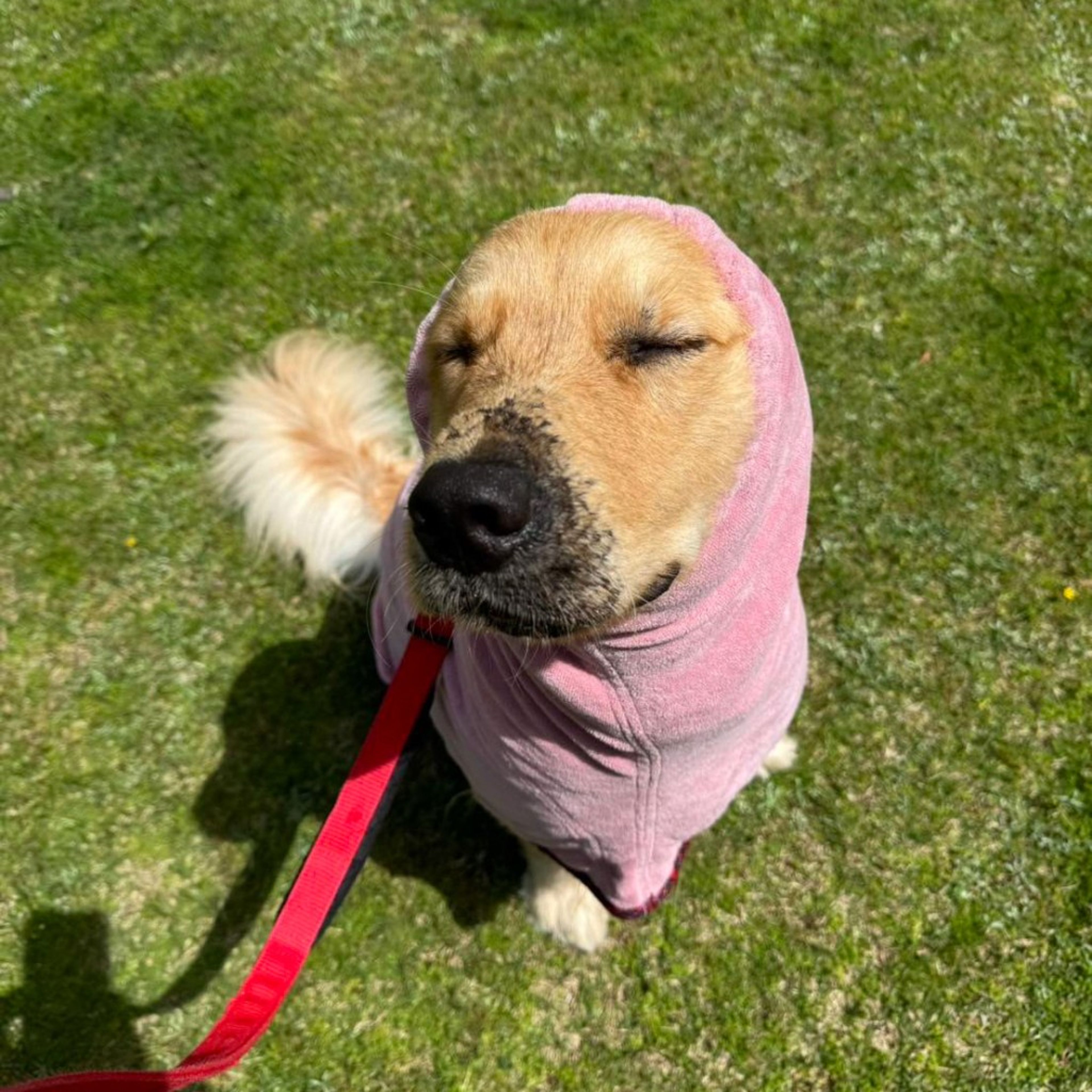 pet-image-9