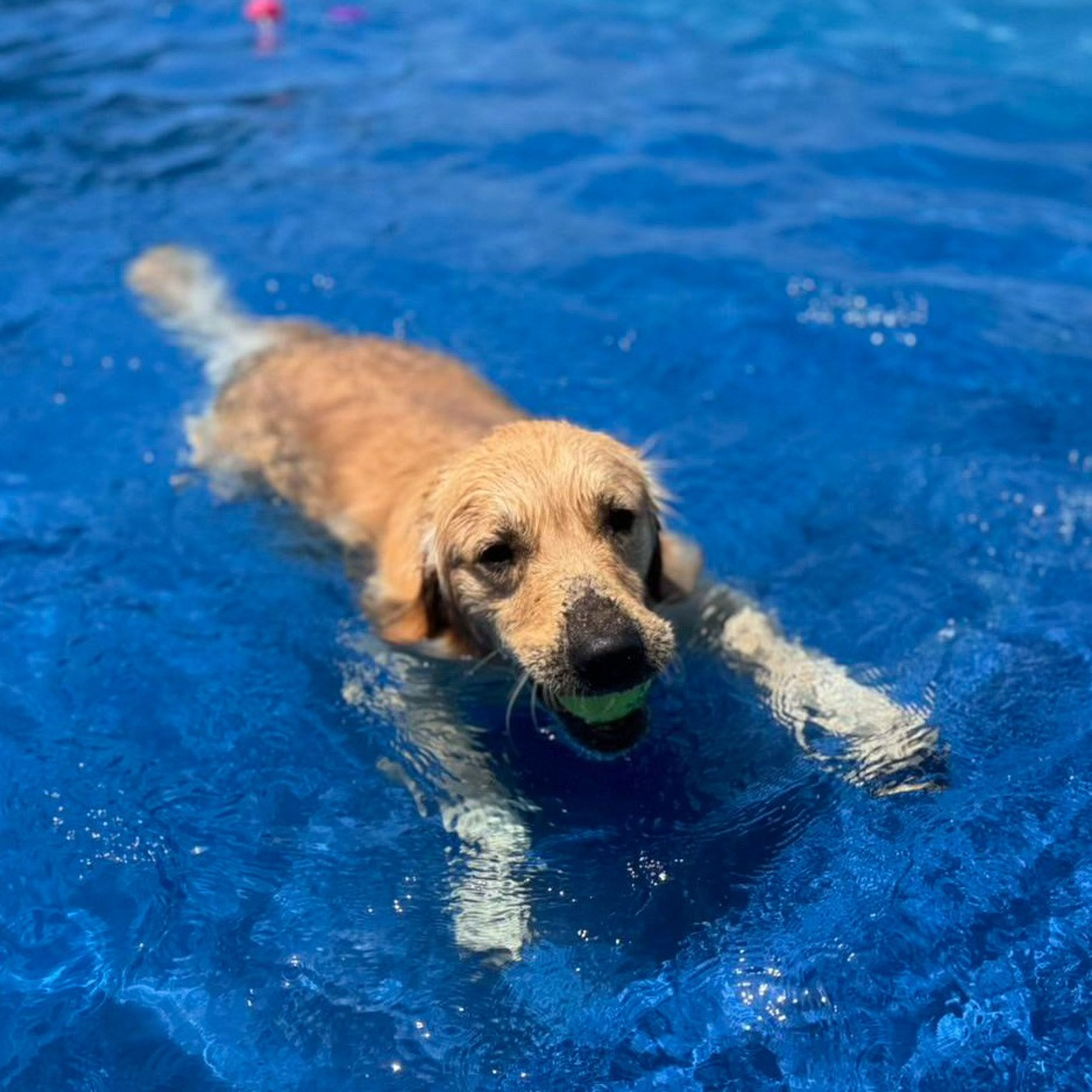 pet-image-10