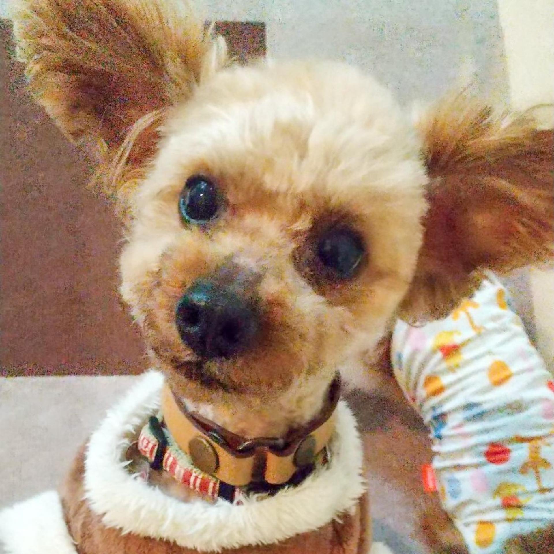 pet-image-9