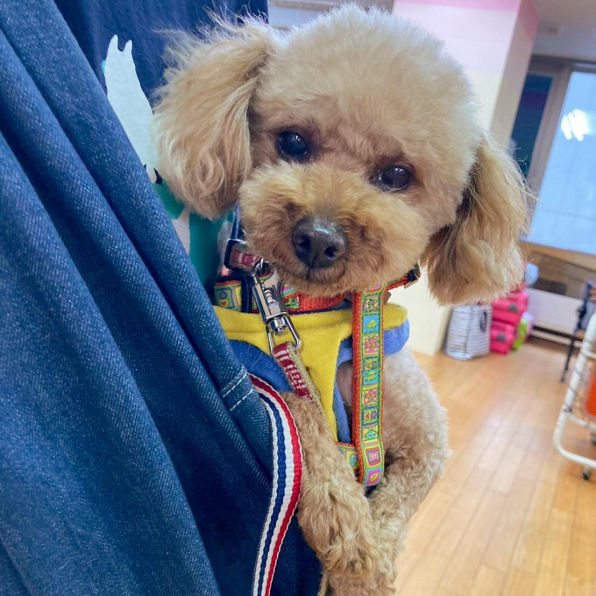 pet-image-2