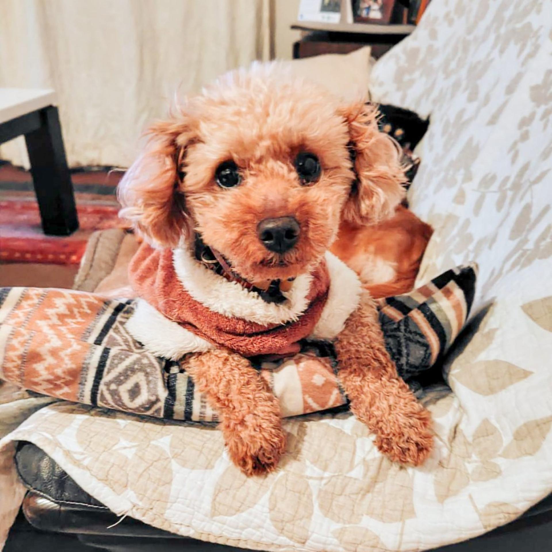 pet-image-7