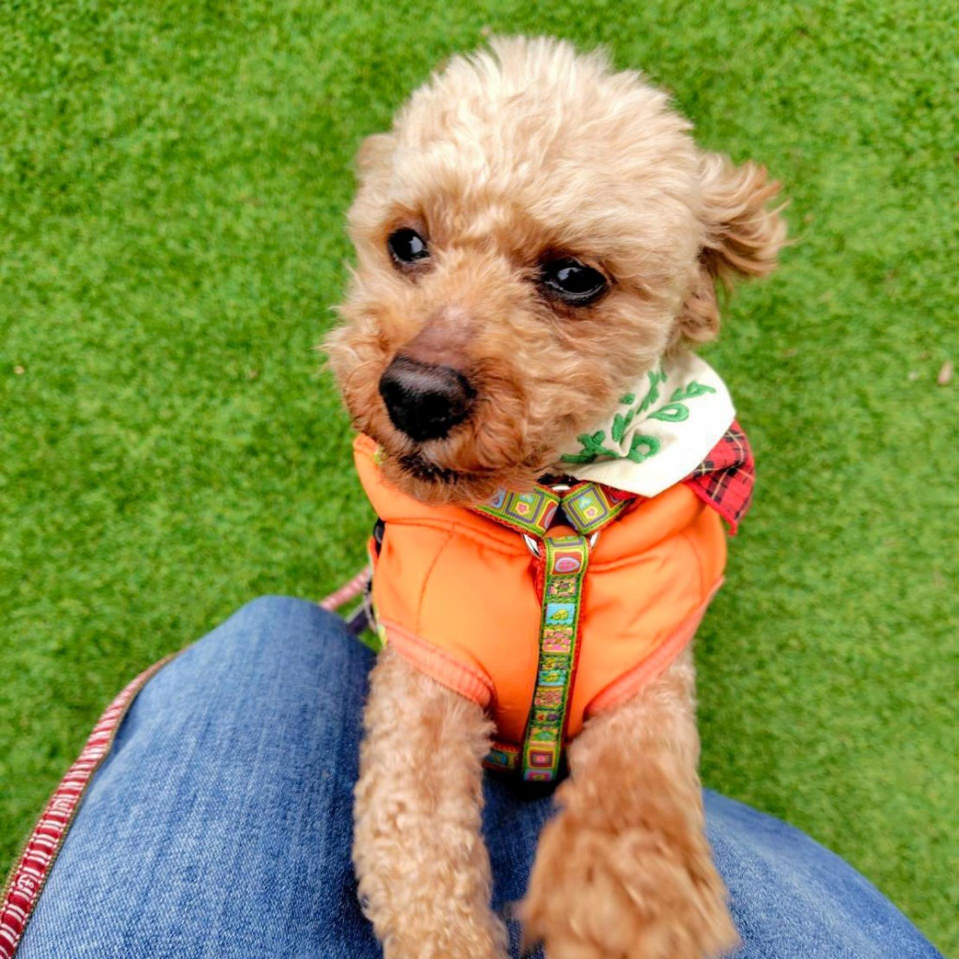 pet-image-8