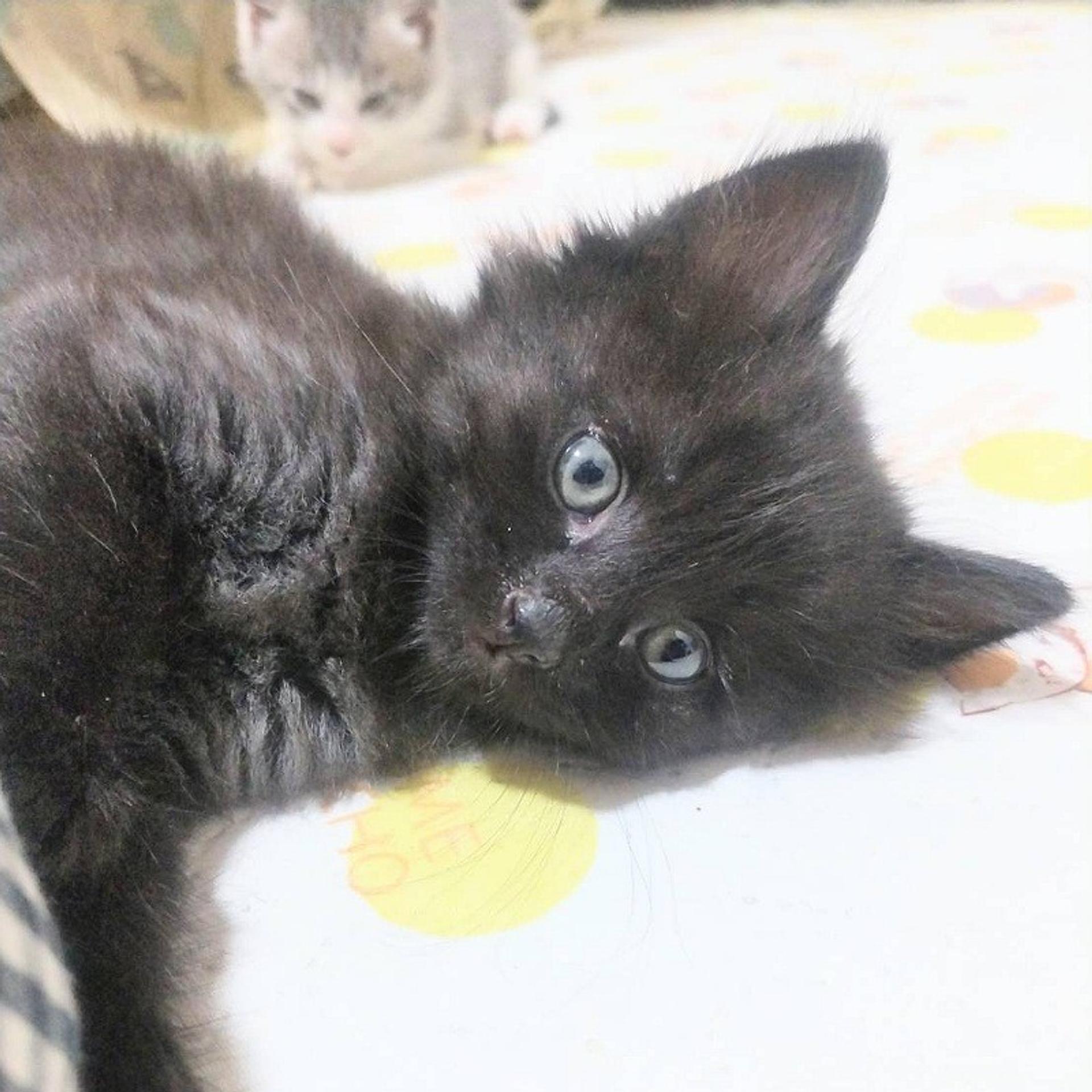 pet-image-3