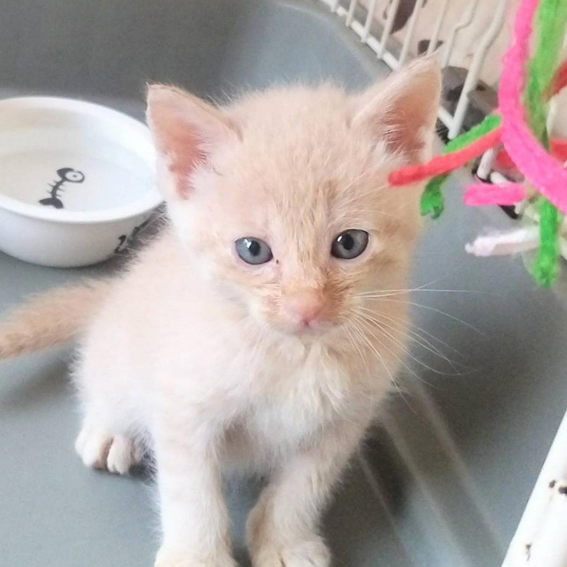 pet-image-2