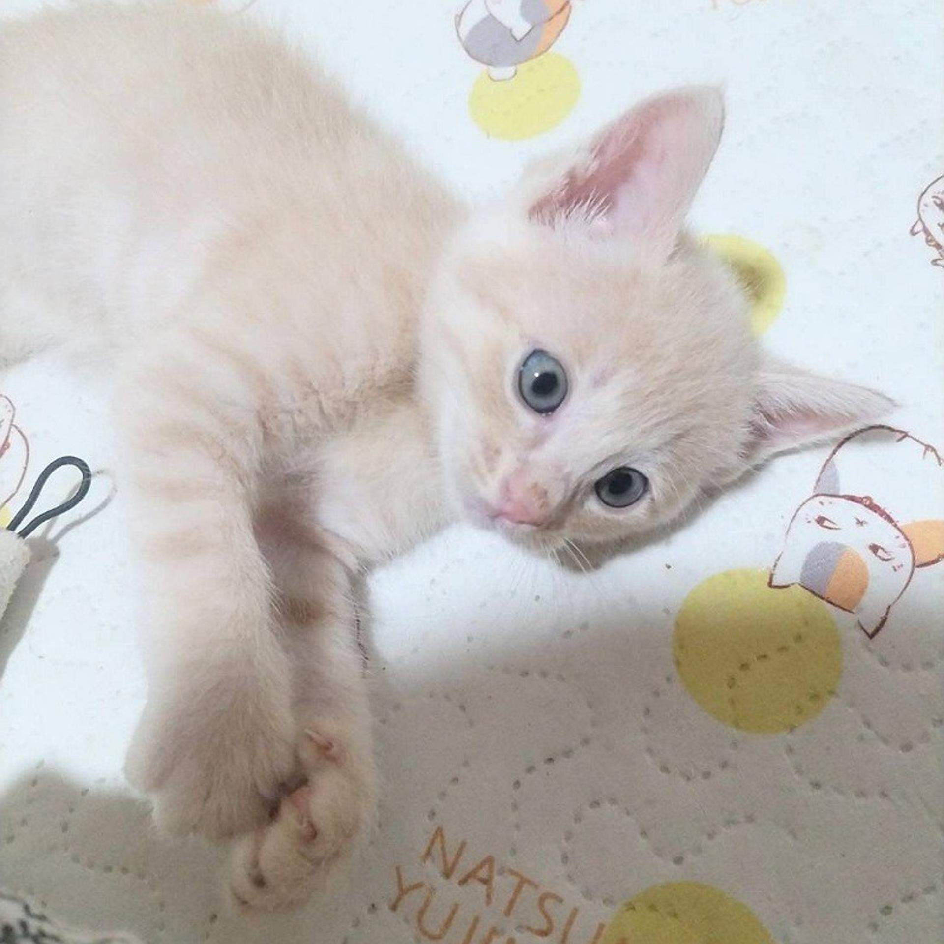 pet-image-3