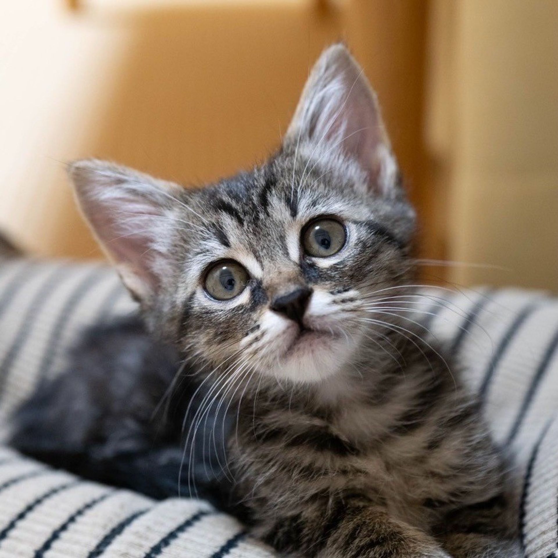 雑種（ミックス猫）・メスの里親募集の写真