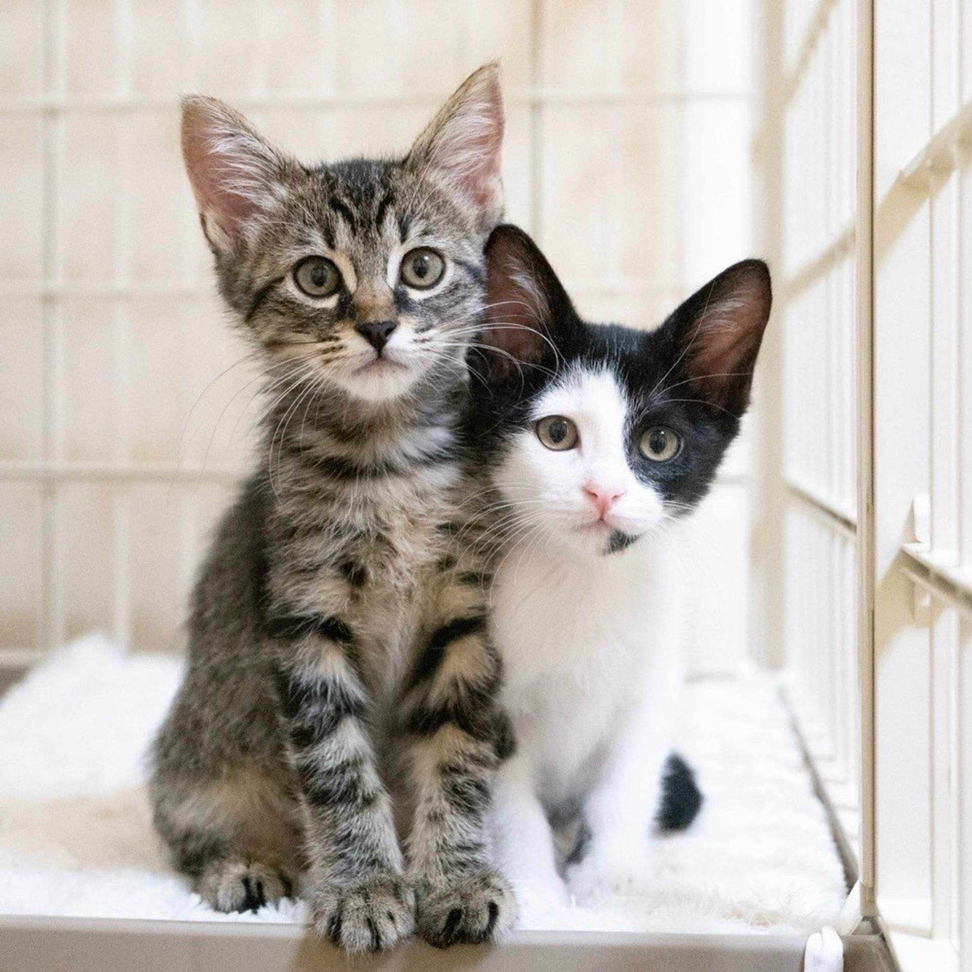 pet-image-4