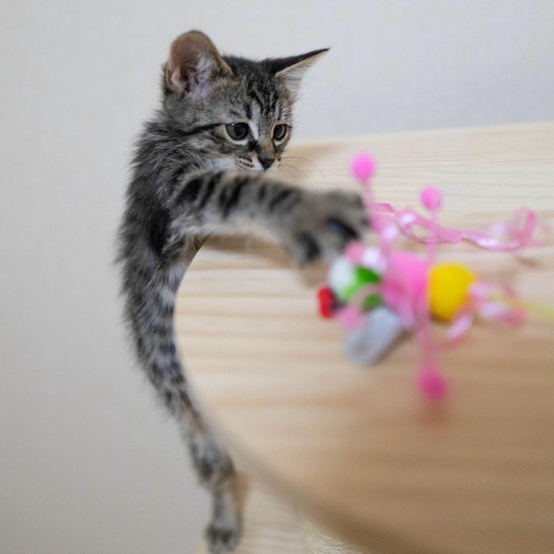 pet-image-5