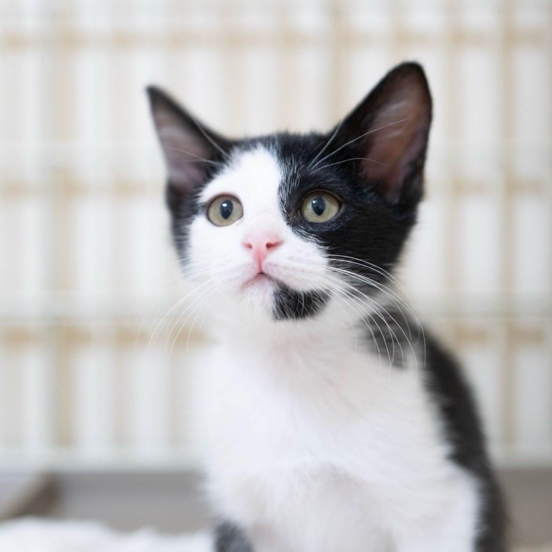 雑種（ミックス猫）・メスの里親募集の写真
