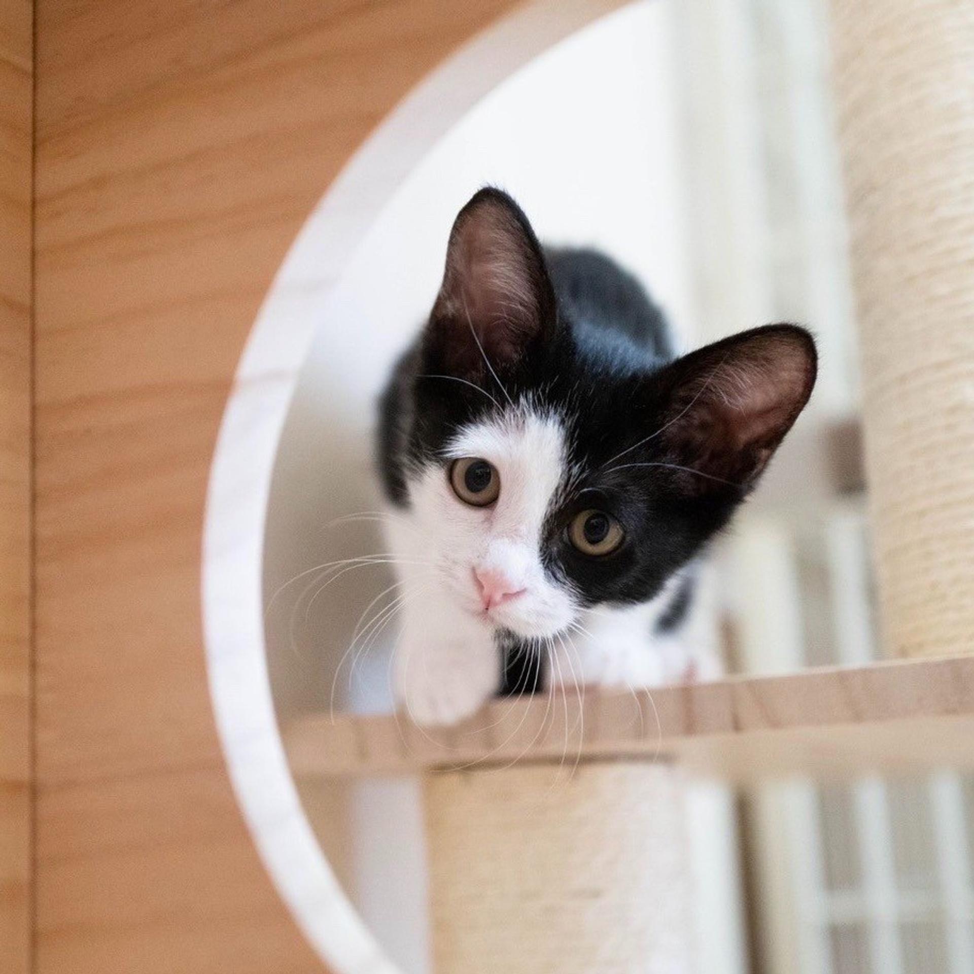 pet-image-4