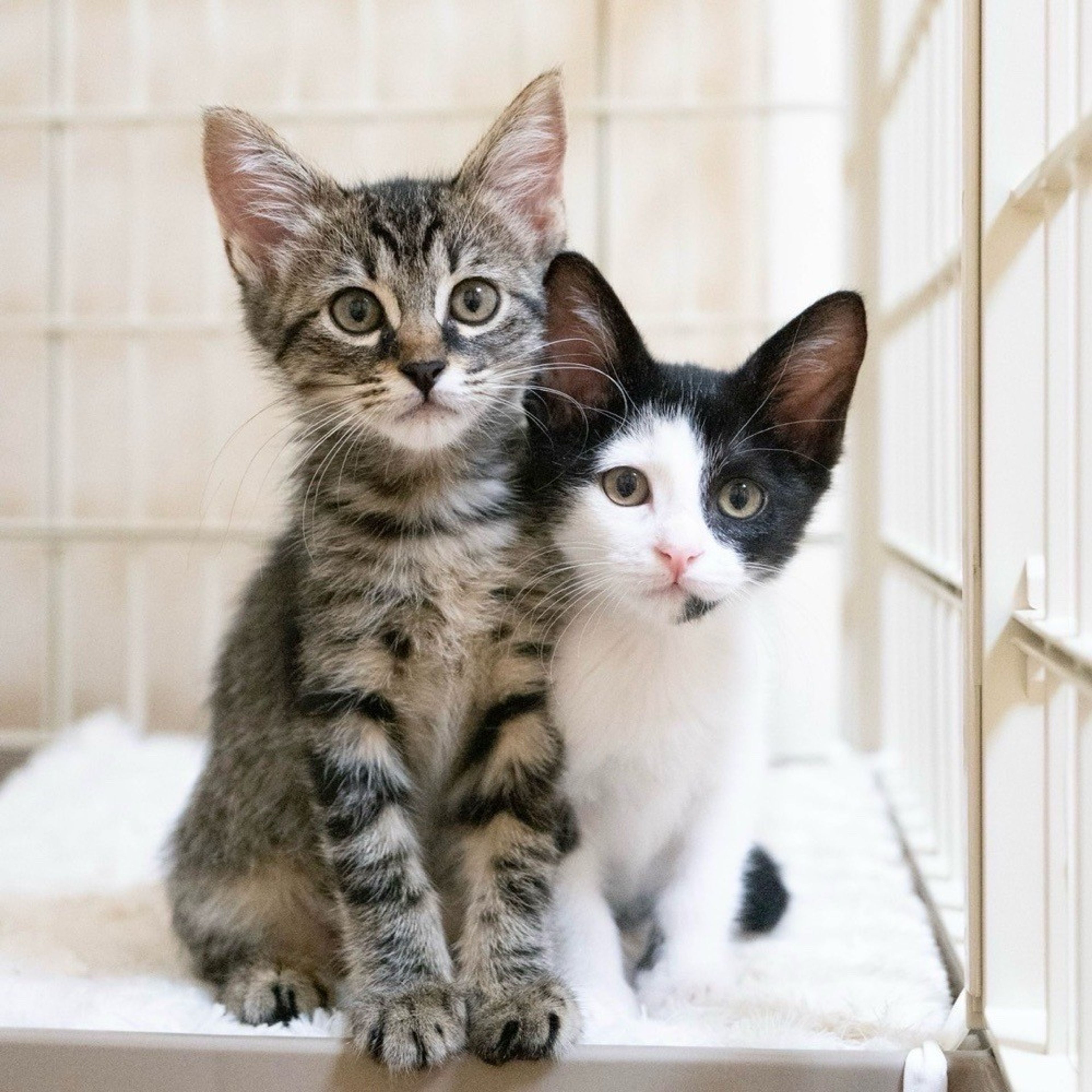 pet-image-5