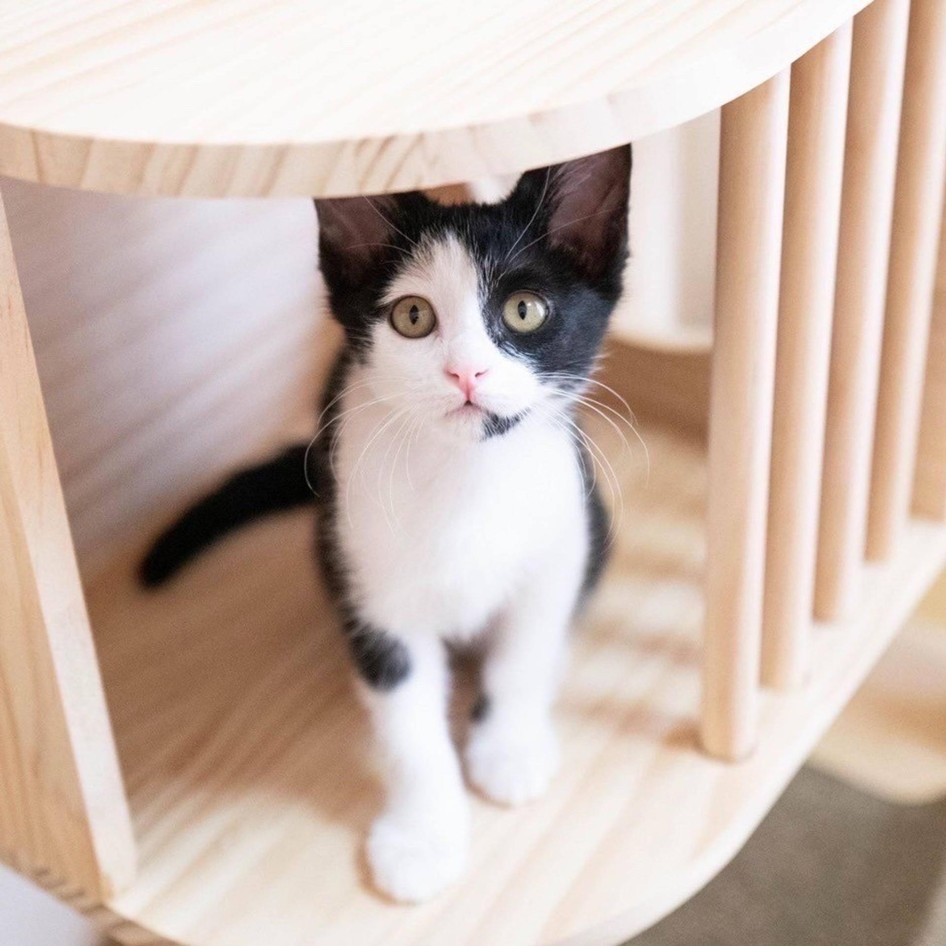 pet-image-6