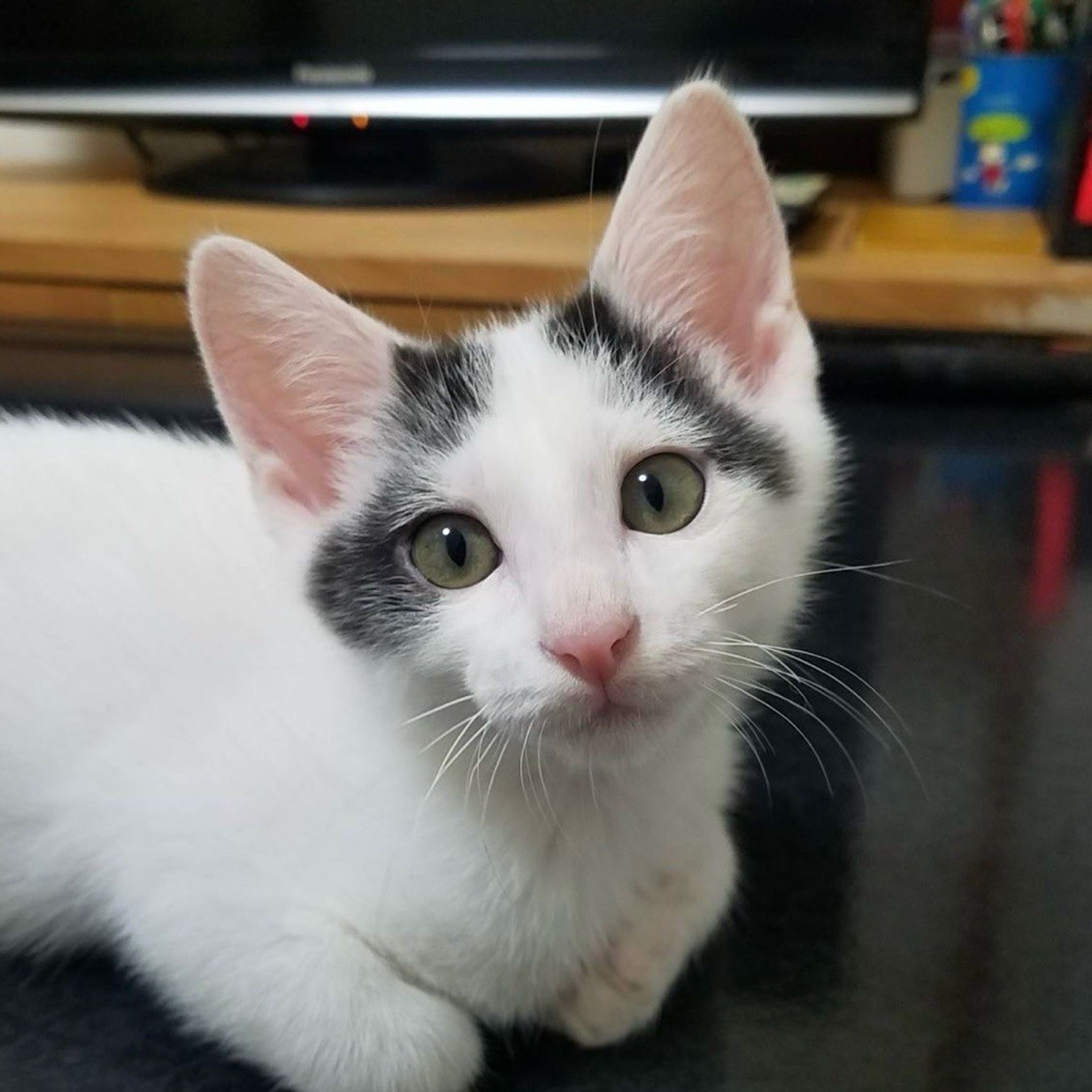 雑種（ミックス猫）・オスの里親募集の写真