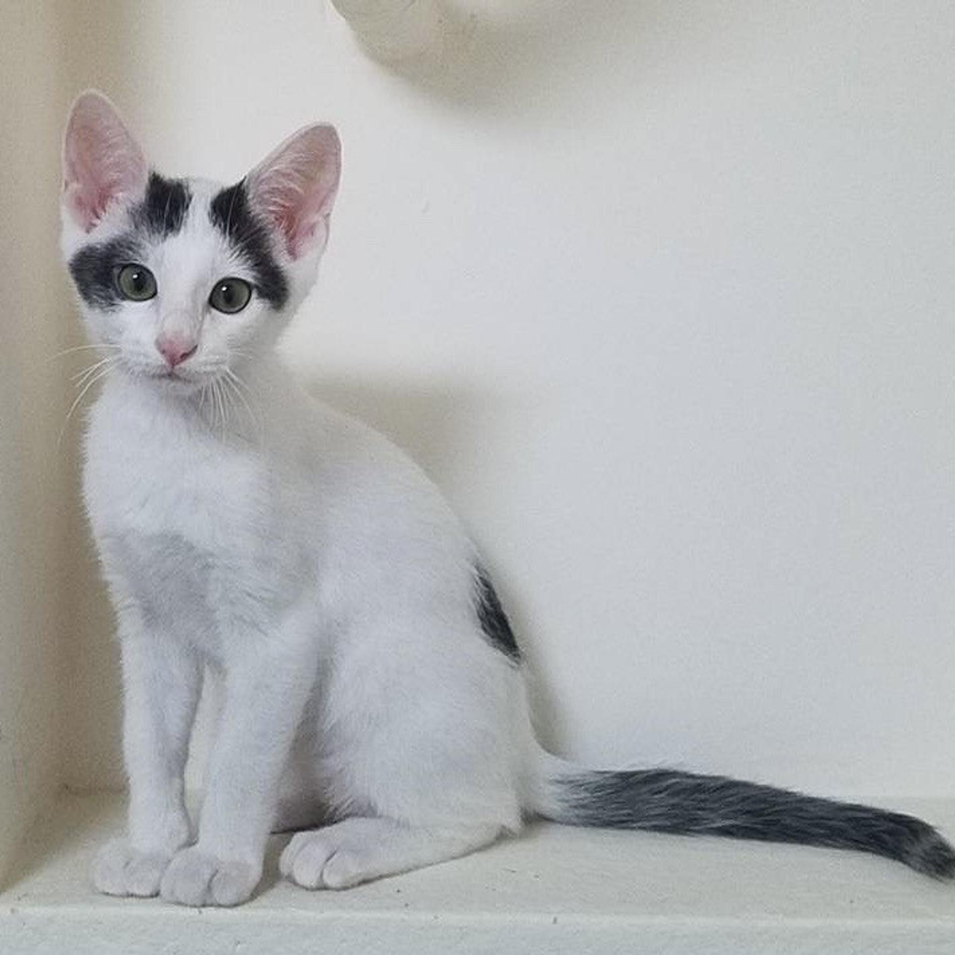 pet-image-2