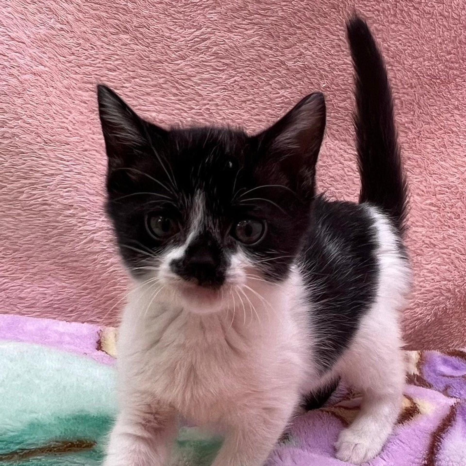 pet-image-2