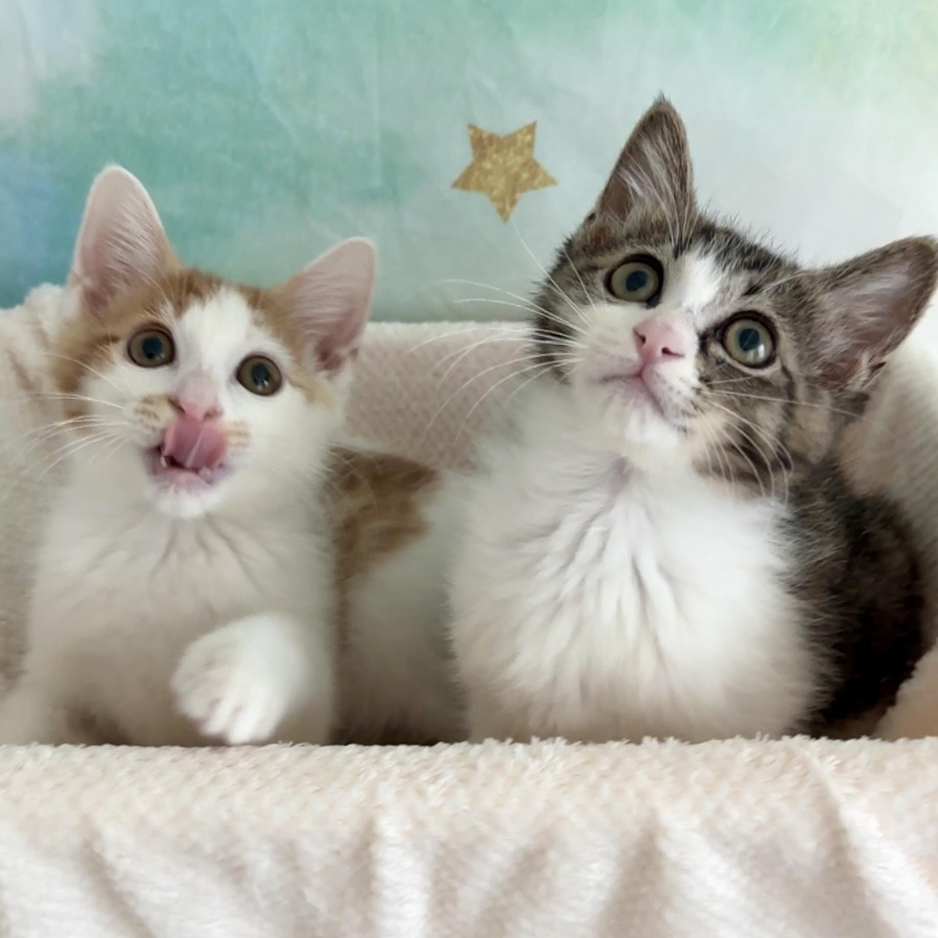 pet-image-9