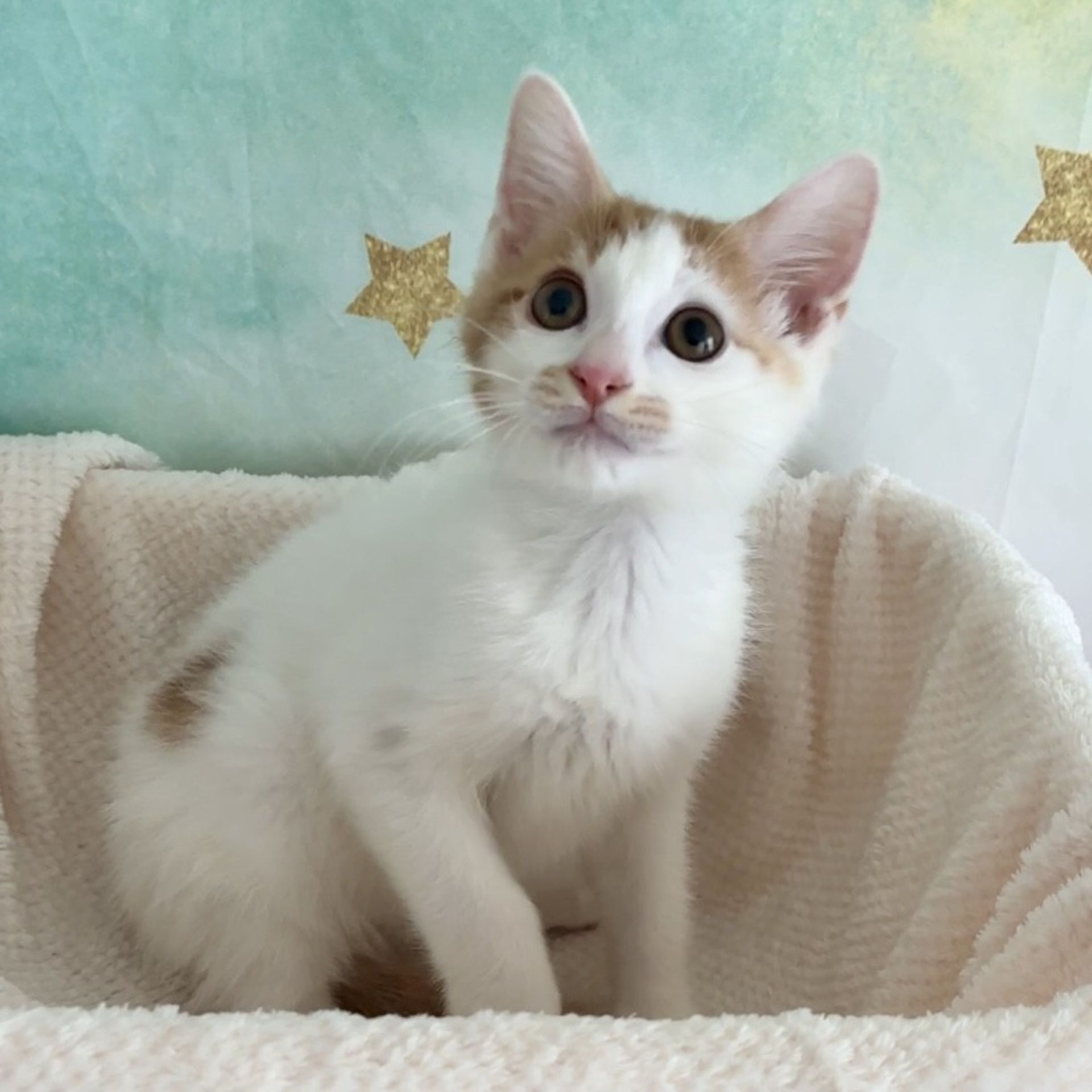 雑種（ミックス猫）・オスの里親募集の写真