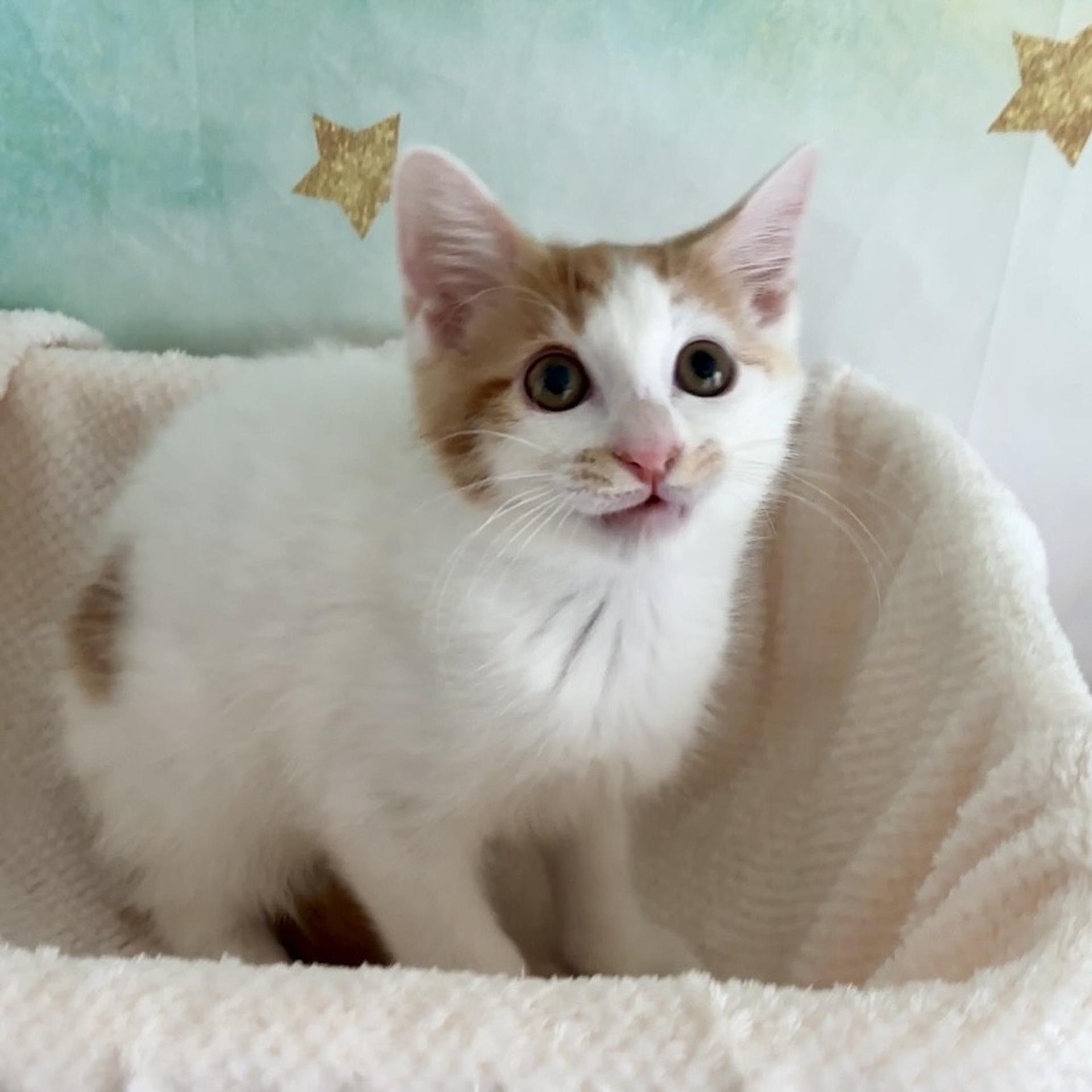 pet-image-4