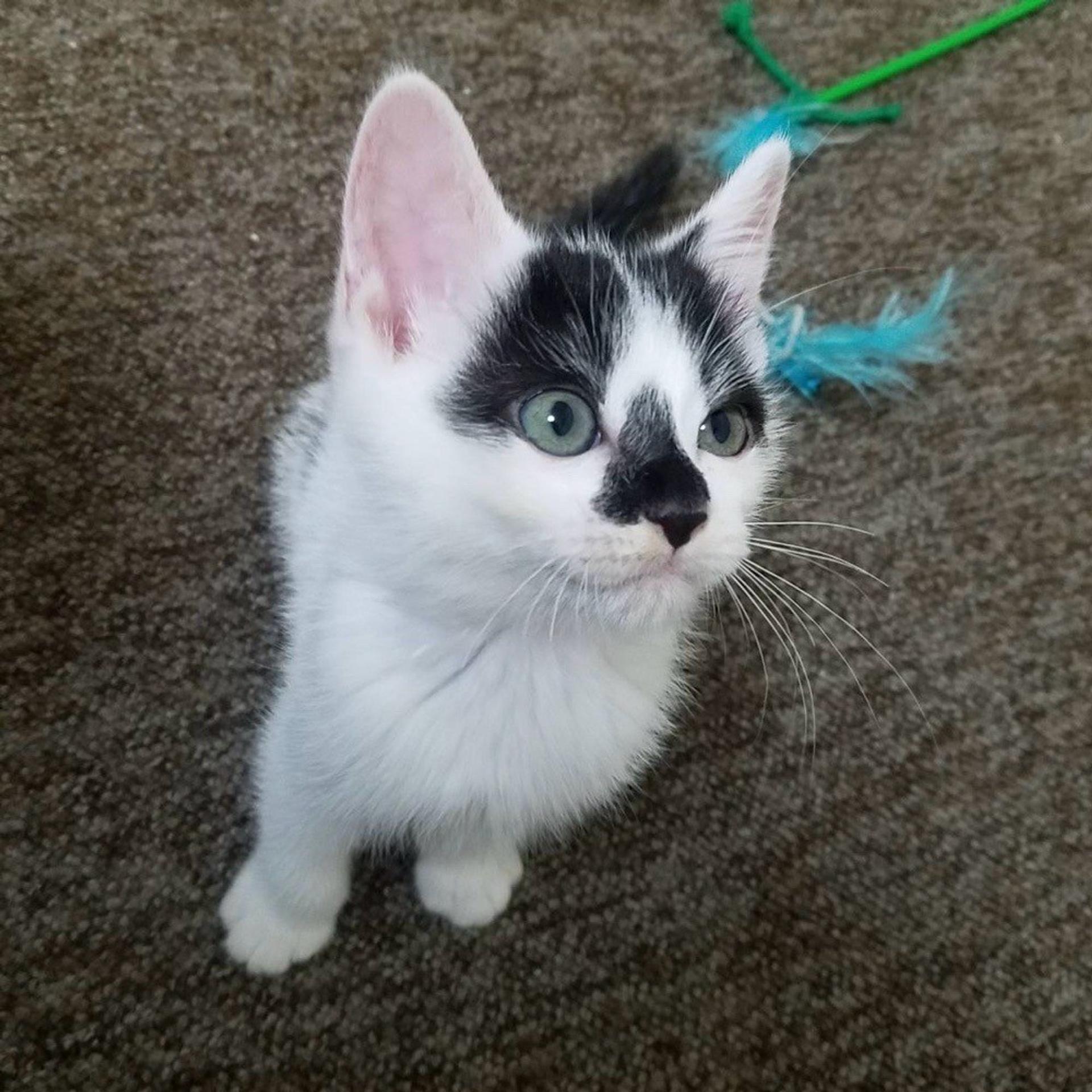 pet-image-2