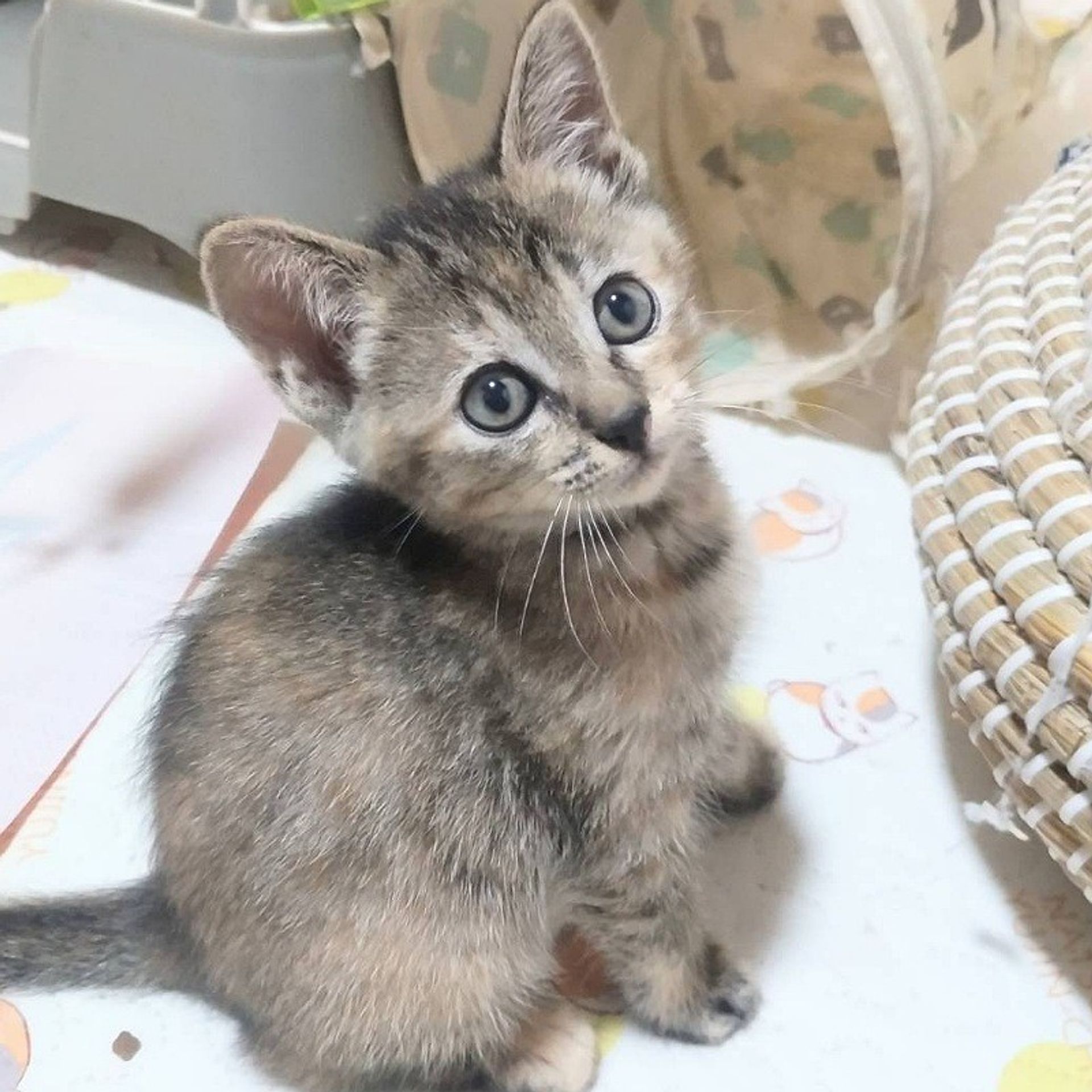 雑種（ミックス猫）・メスの里親募集の写真