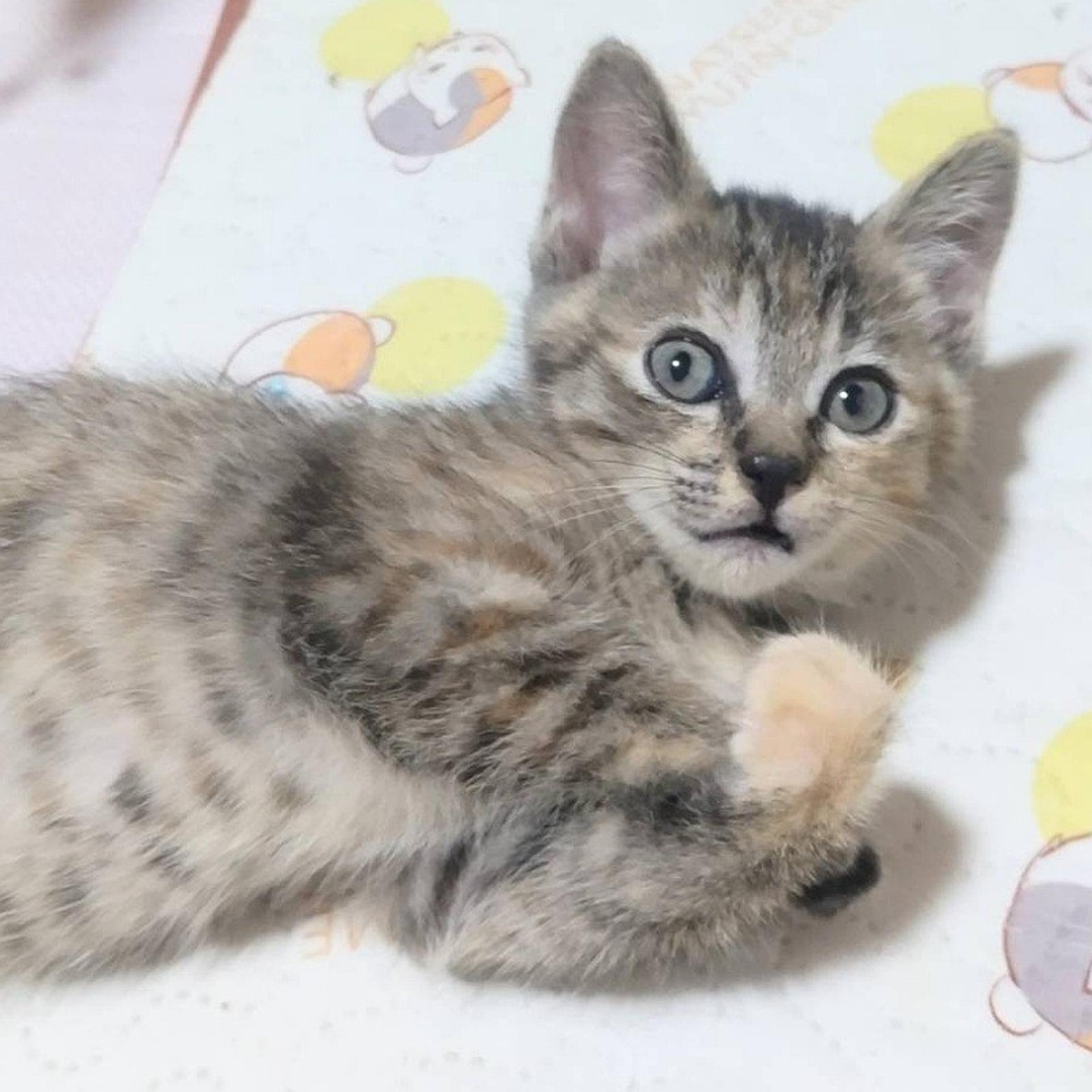 pet-image-2