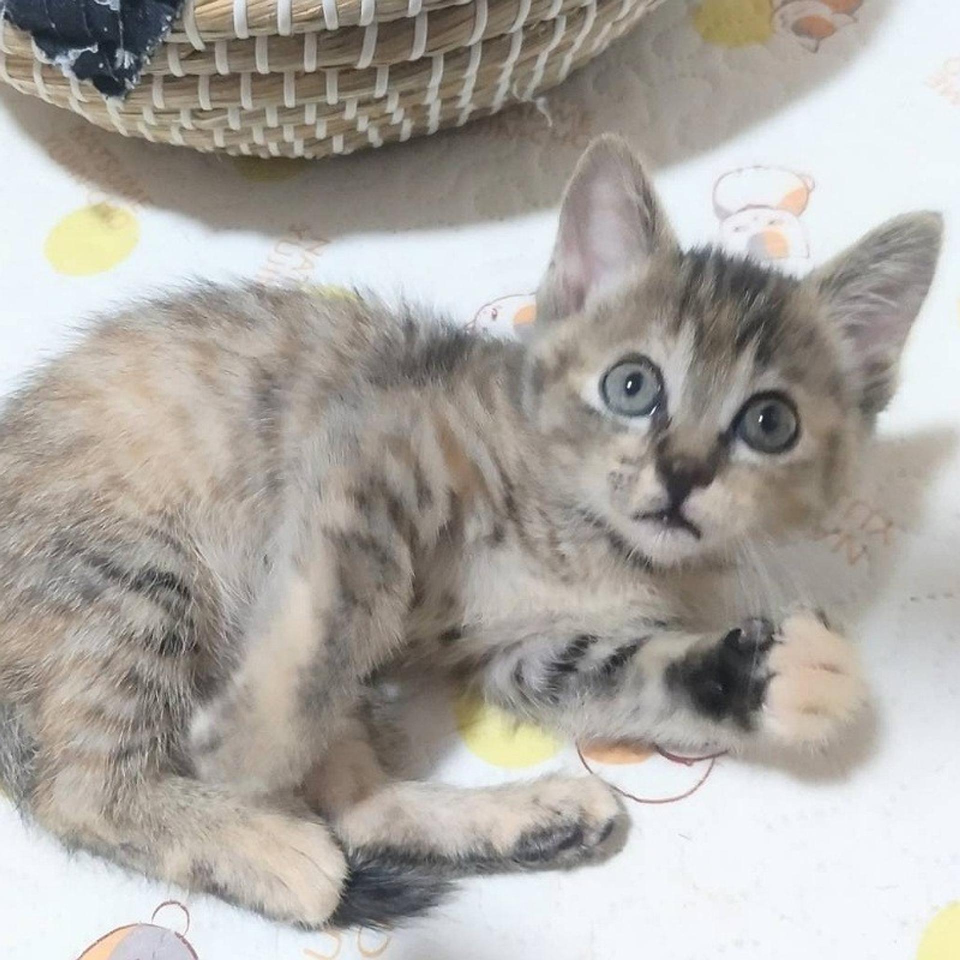 pet-image-3